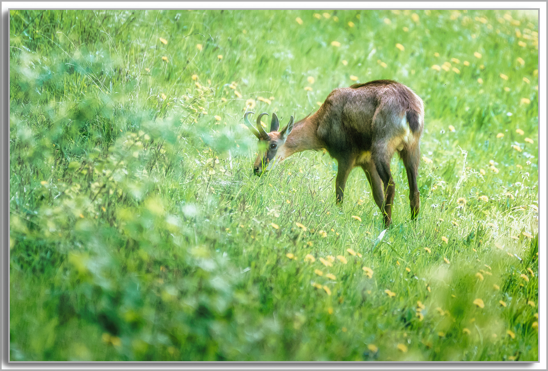 Chamois - Rupicapra rupicapra
