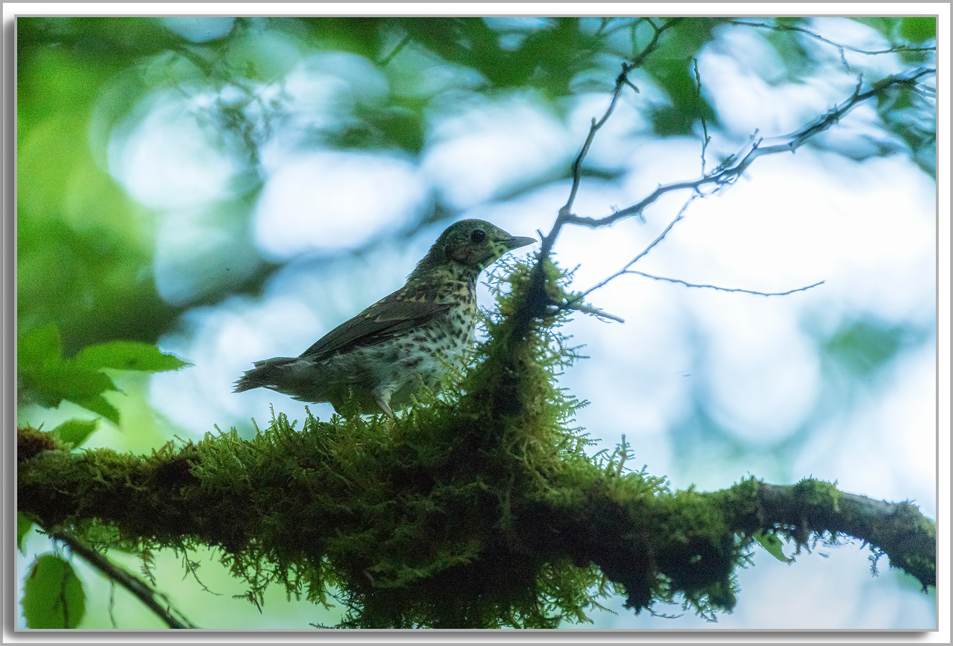 Grive draine - Turdus viscivorus