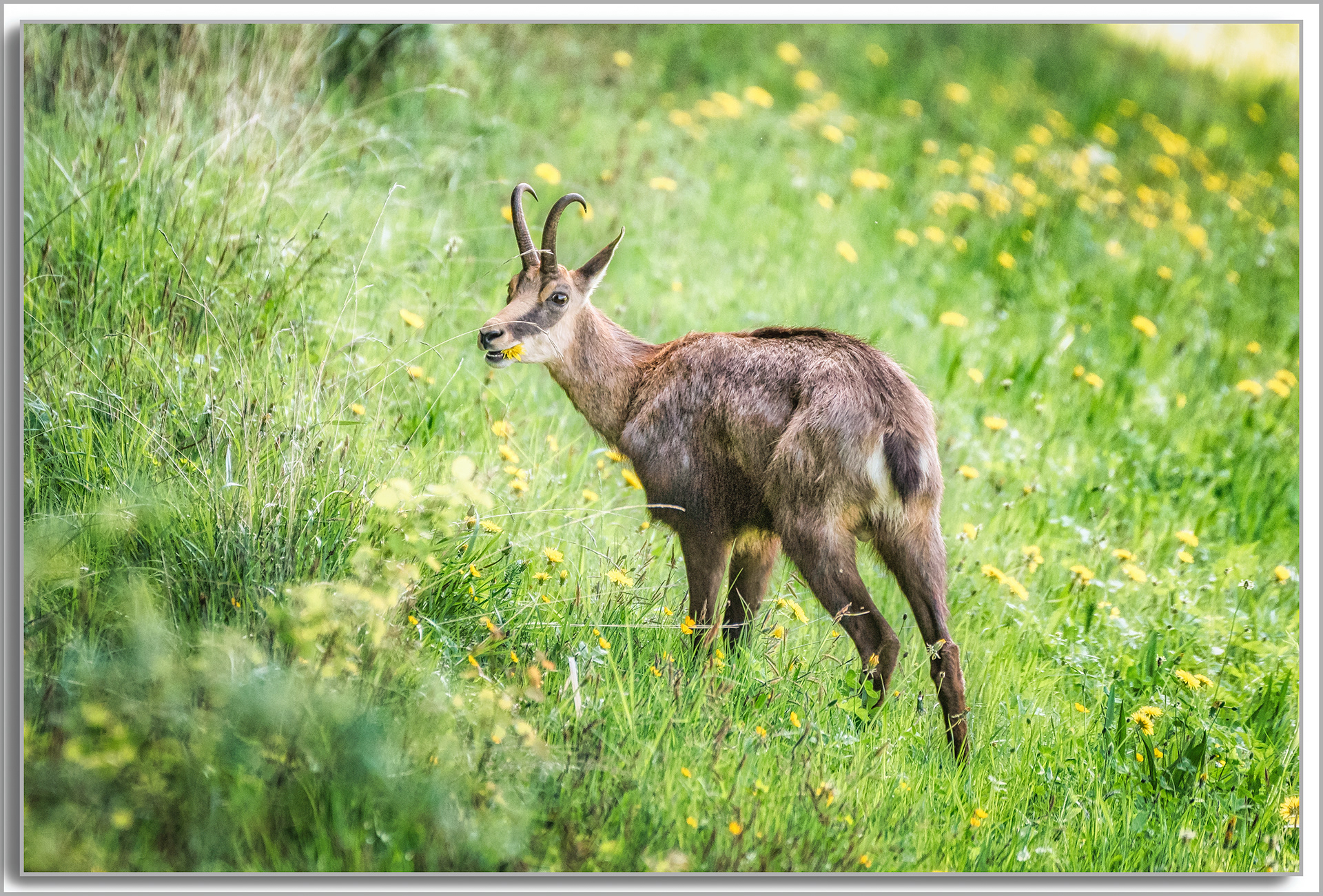 Chamois - Rupicapra rupicapra