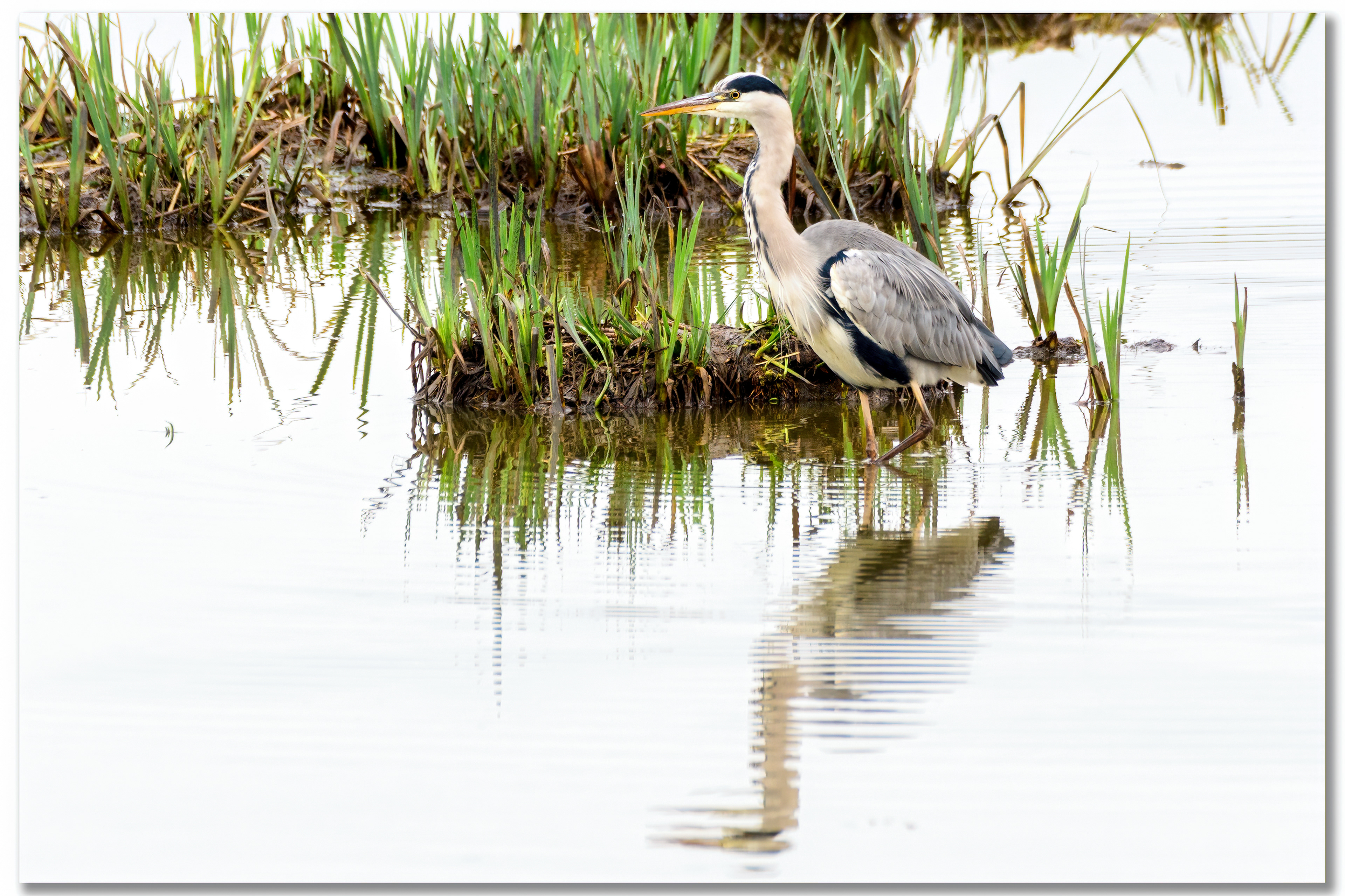 Héron cendré - Ardea Cinerea