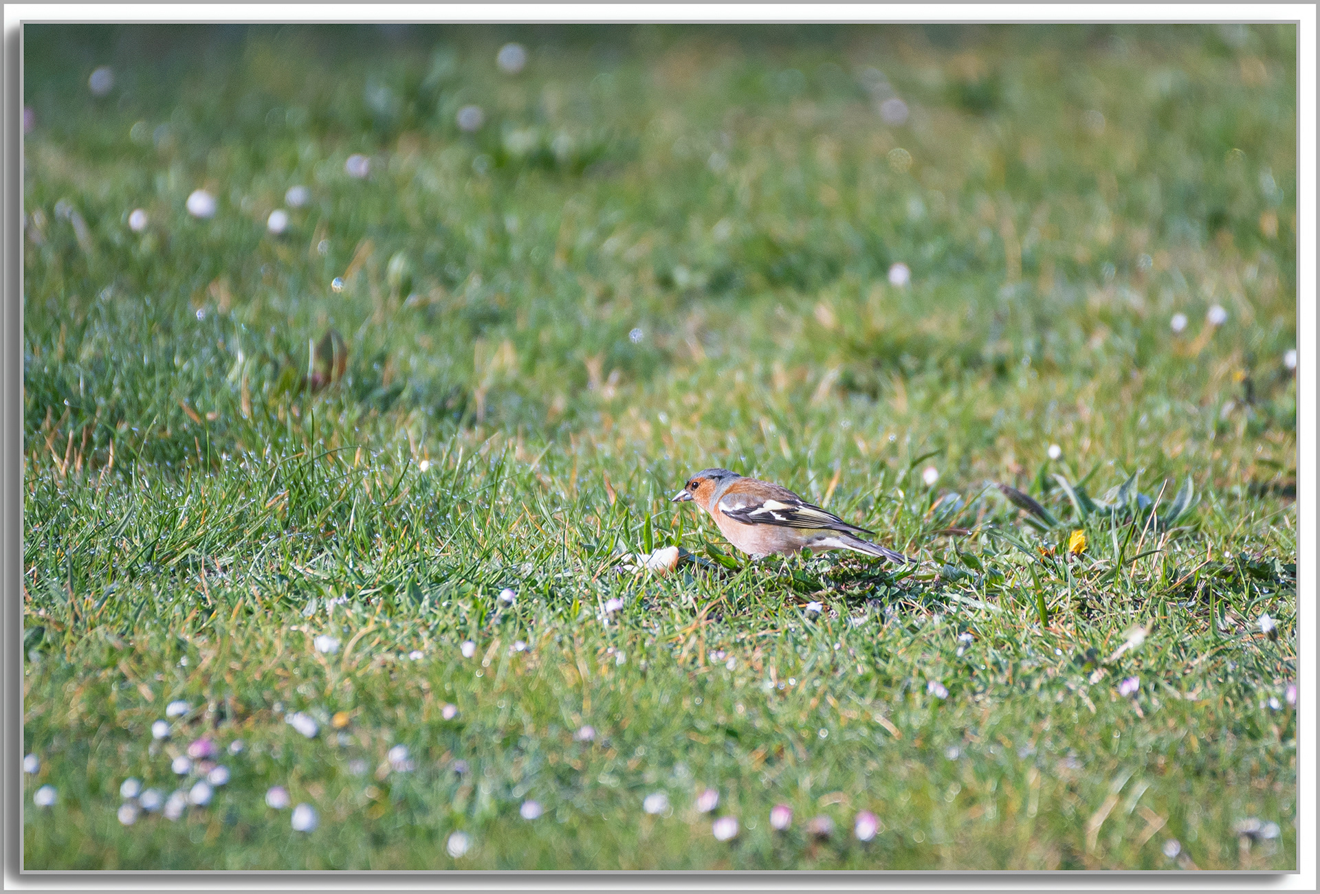 Pinson des arbres mâle - Fringilla Coelebs