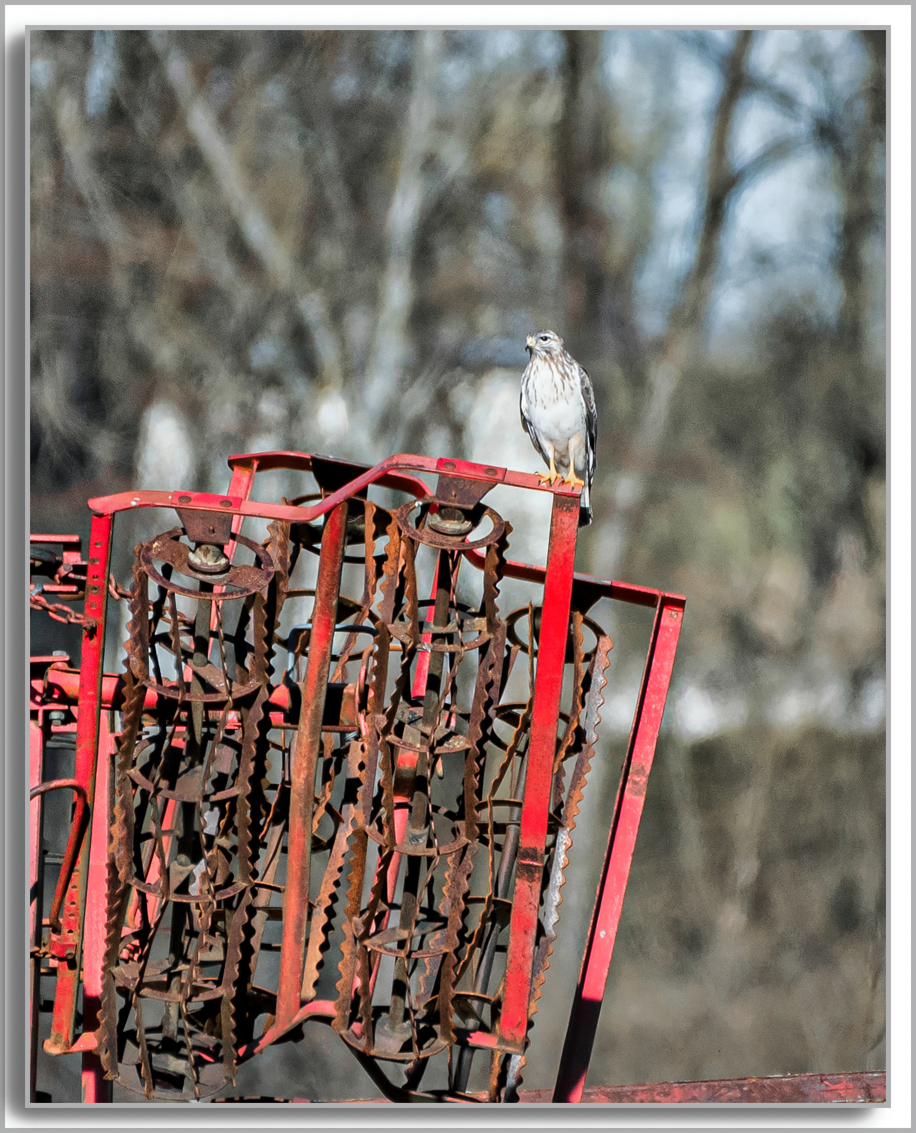 Buse variable - Buteo buteo