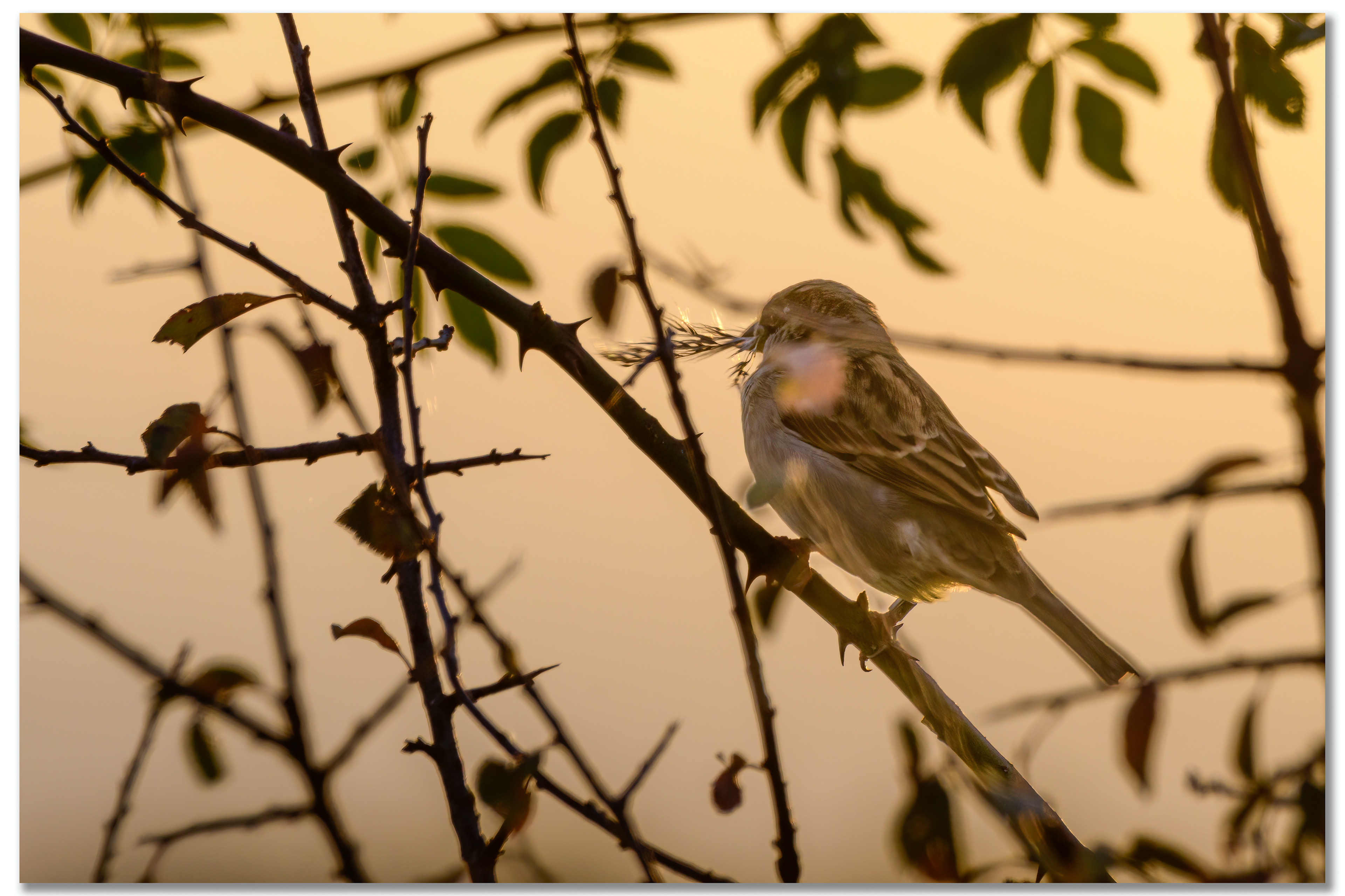 Moineau domestique - Passer domesticus
