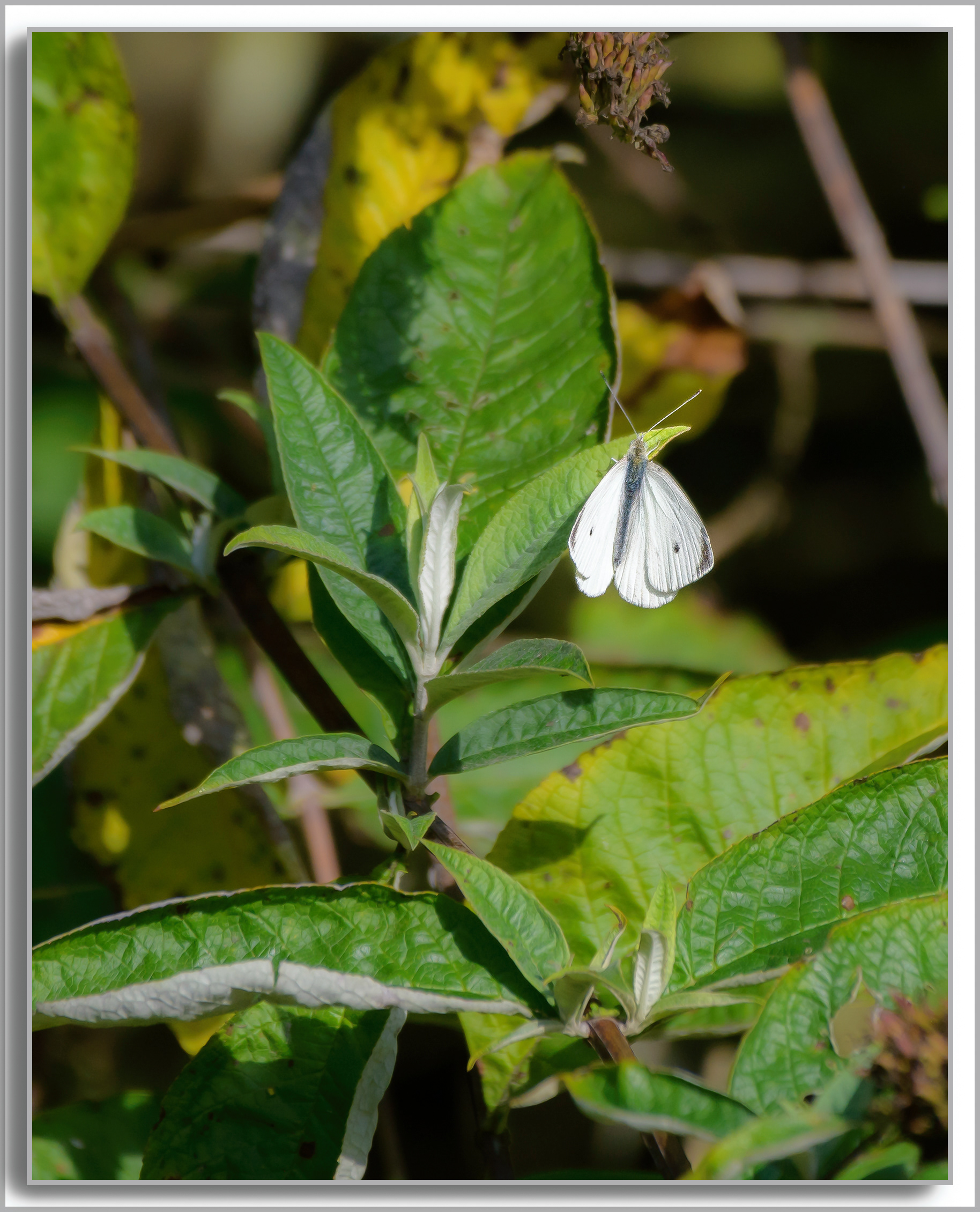 Piéride de la Rave - Pieris rapae