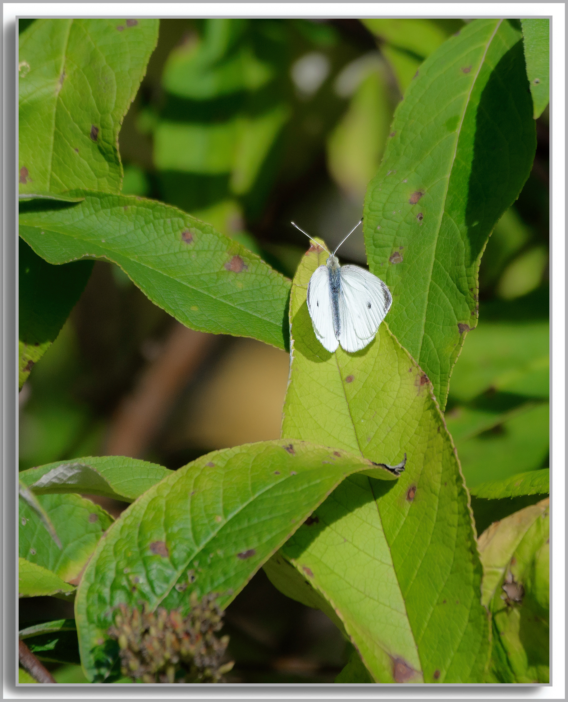 Piéride de la Rave - Pieris rapae