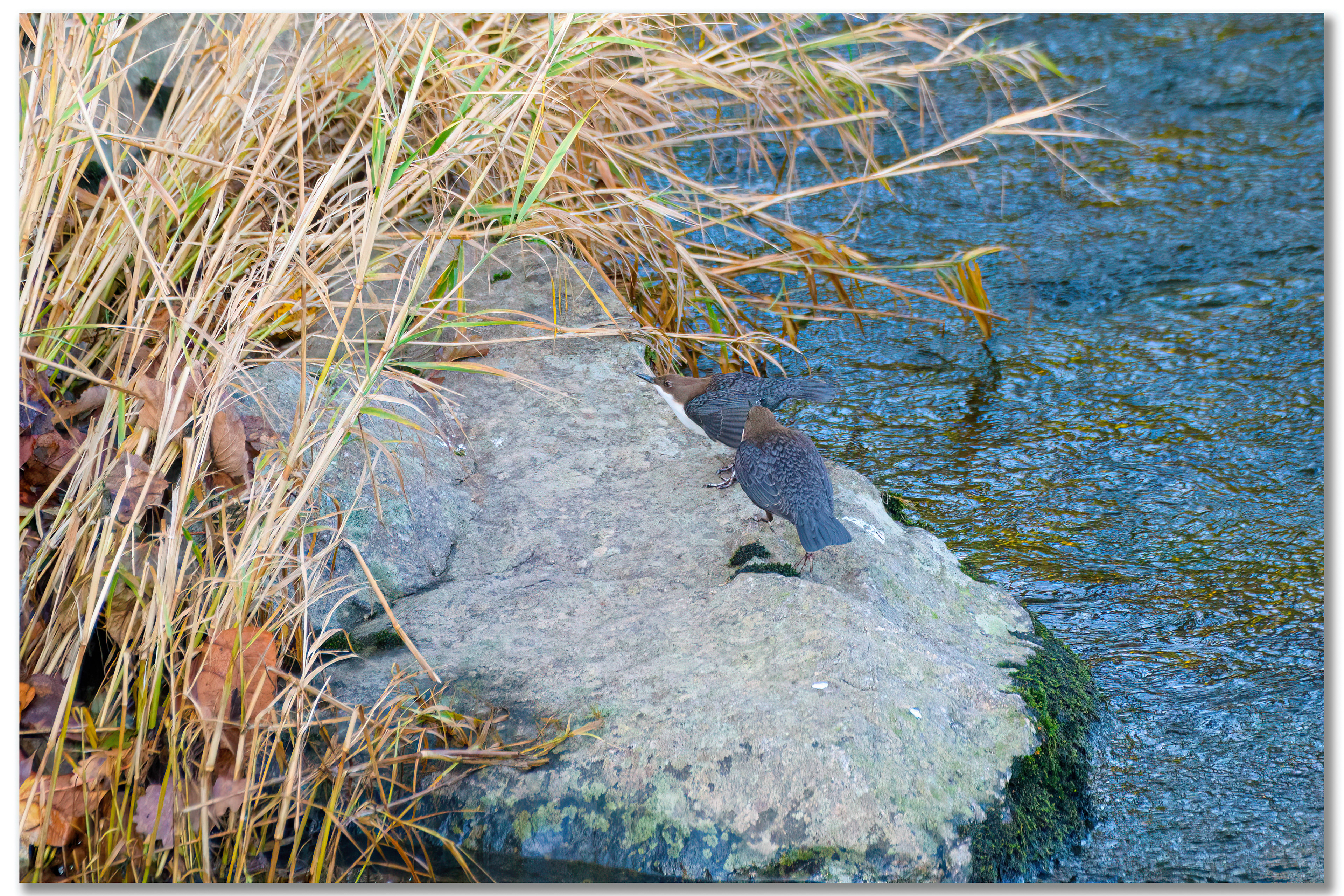 Cincle plongeur - Cinclus cinclus
