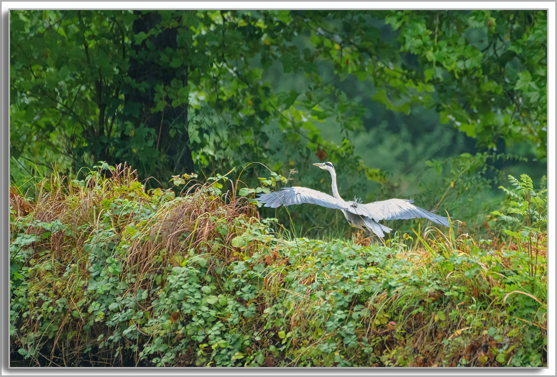 Héron cendré - Ardea Cinerea