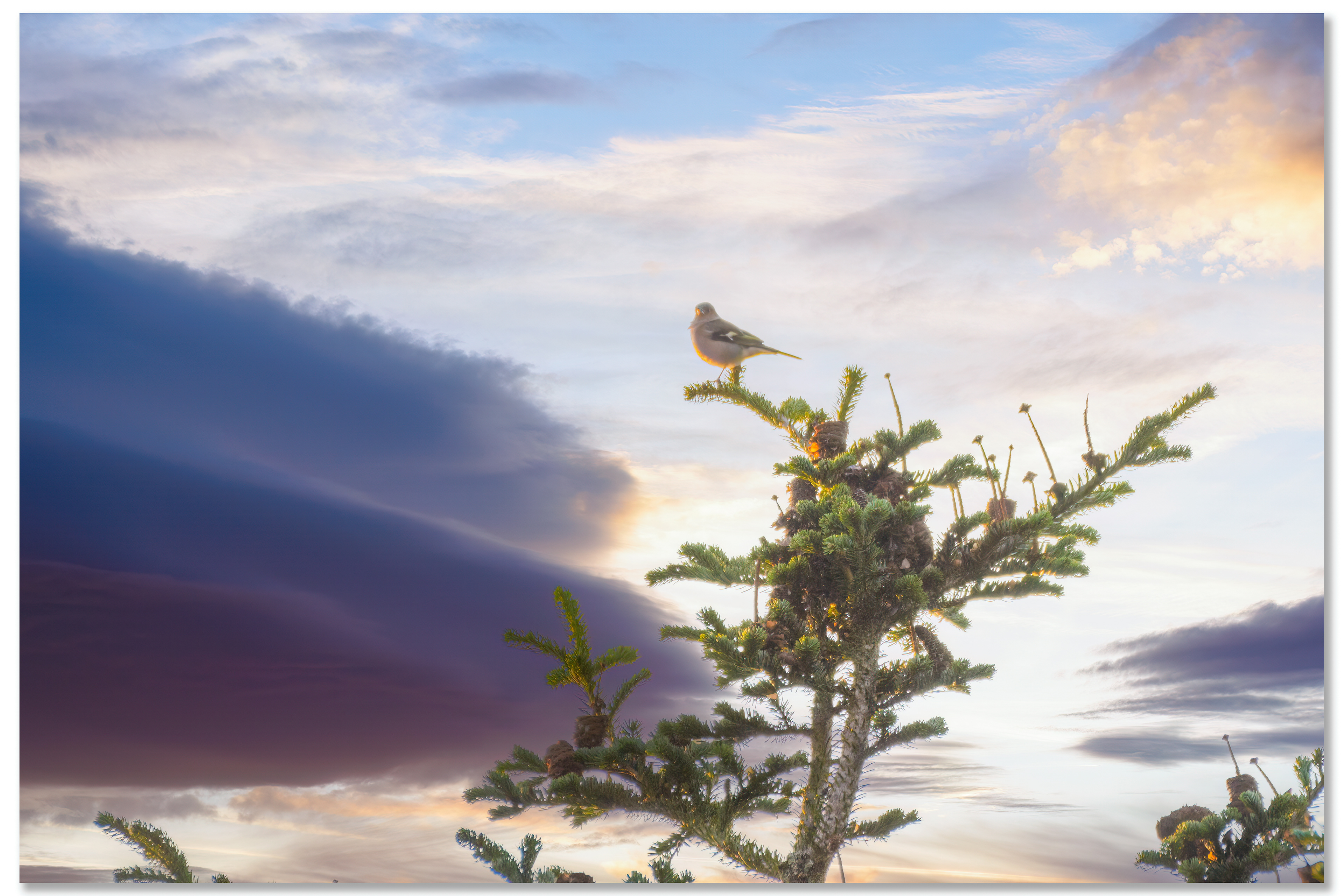 Pinson des arbres - Fringilla Coelebs