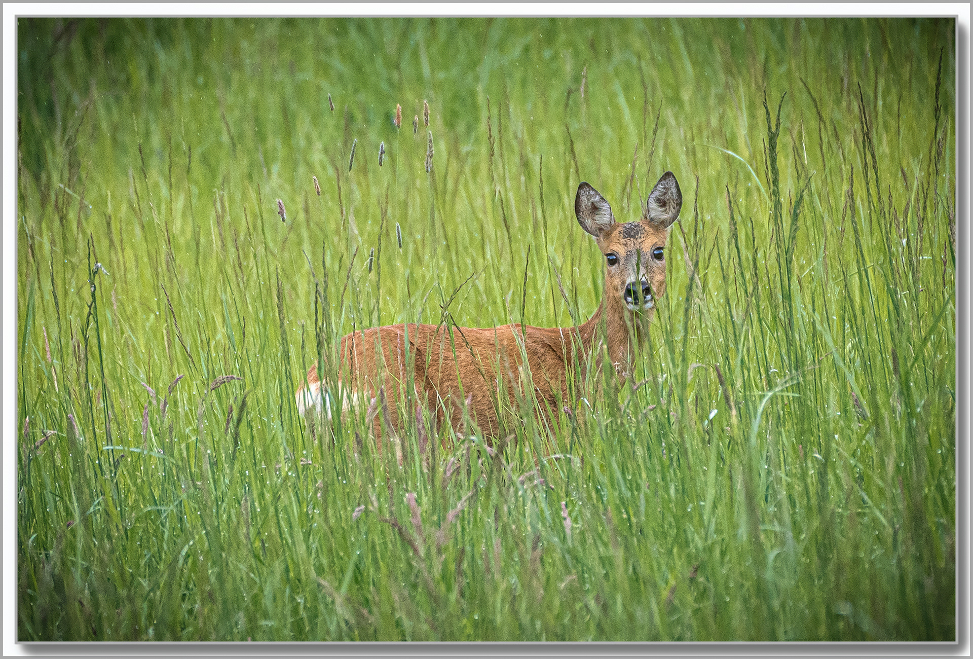 Chevreuil - Capreolus capreolus