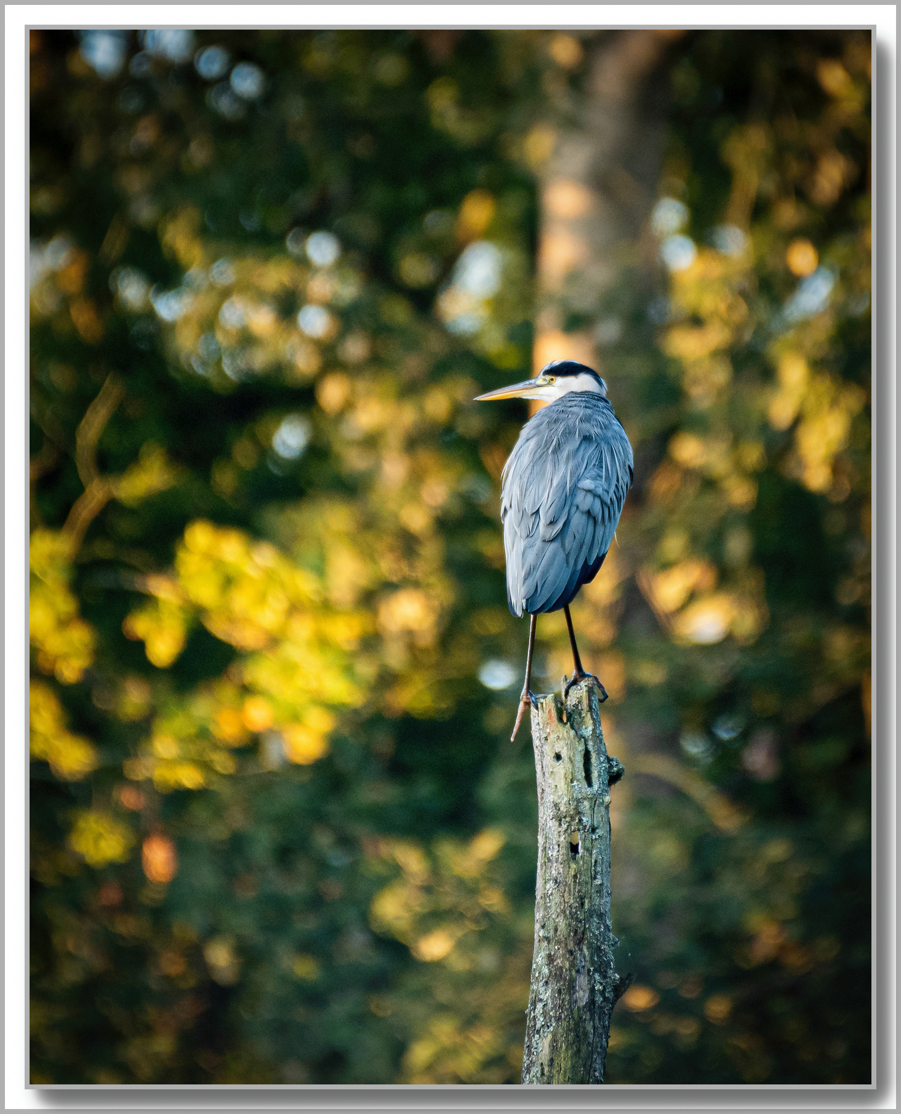 Héron cendré - Ardea cinerea