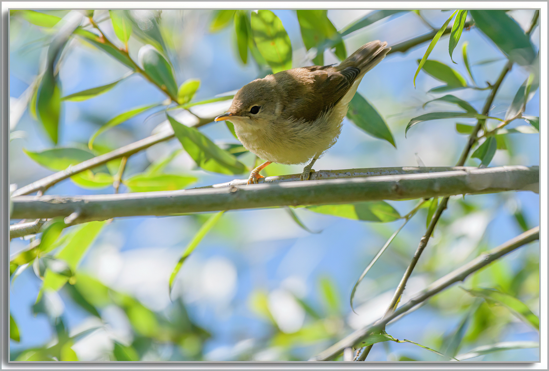 Pouillot véloce - Phylloscopus Collybita