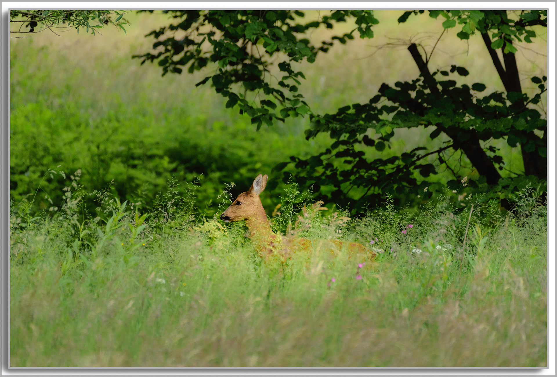 Chevreuil - Capreolus capreolus