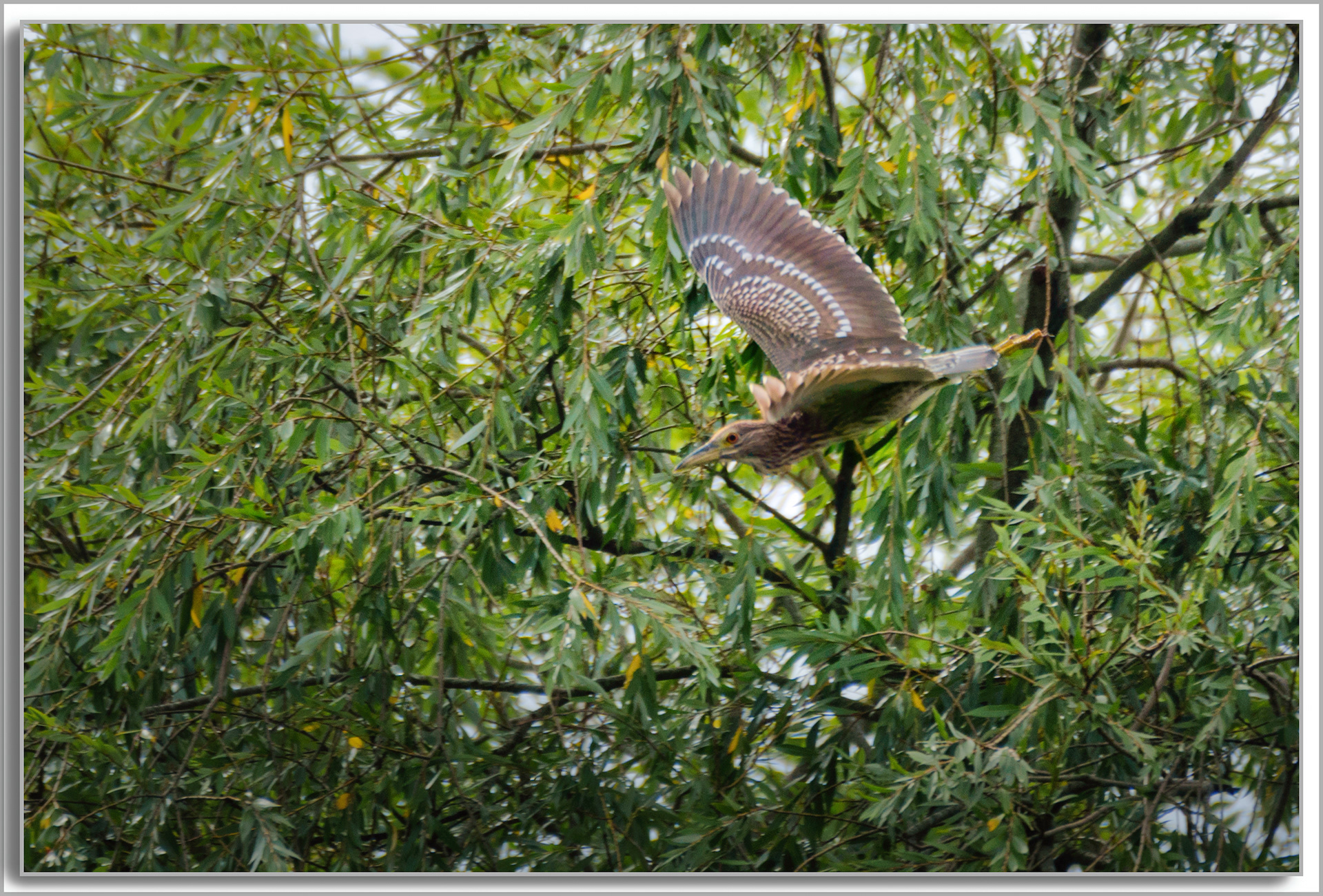 Bihoreau gris - Nycticorax nycticorax