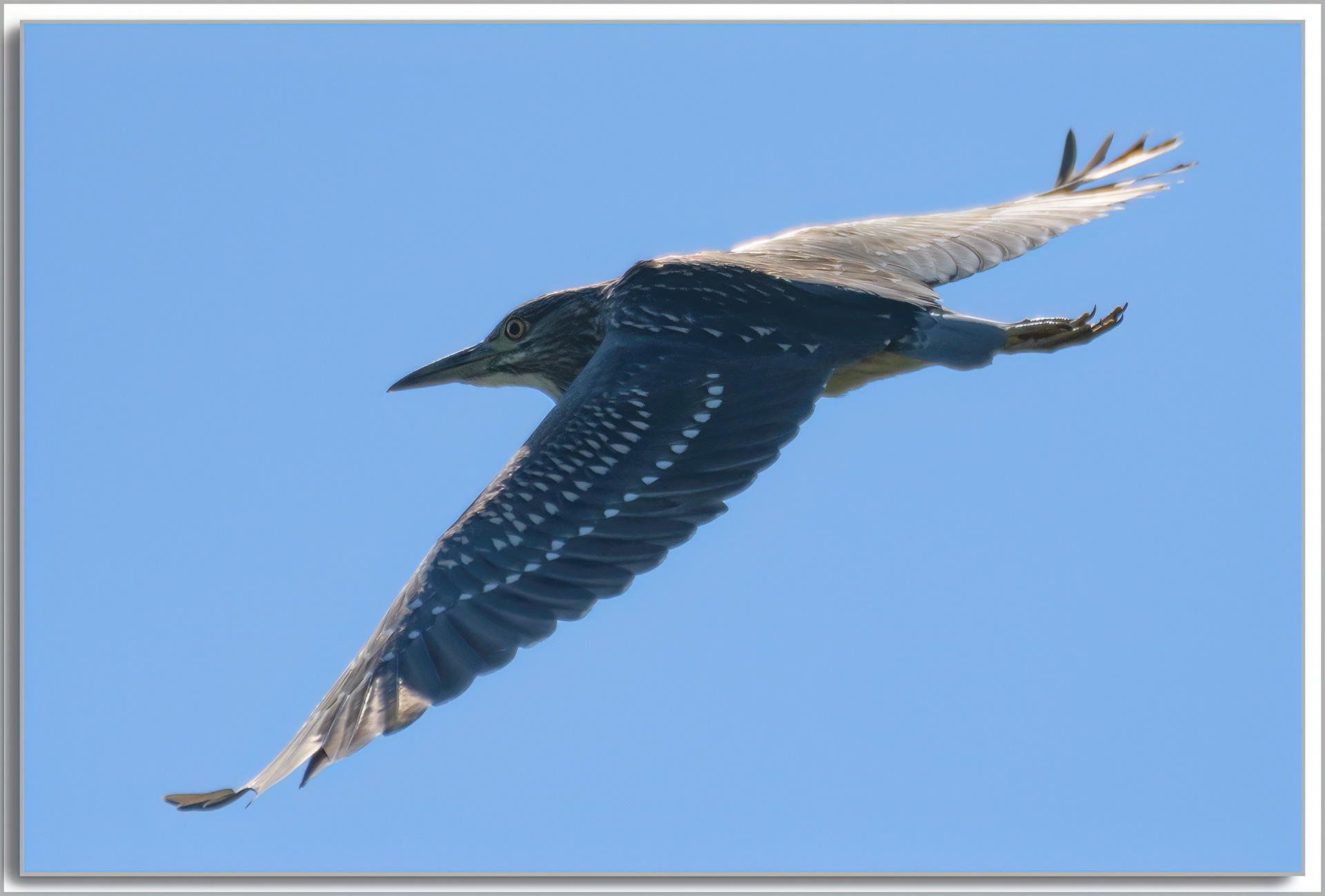 Bihoreau gris - Nycticorax nycticorax