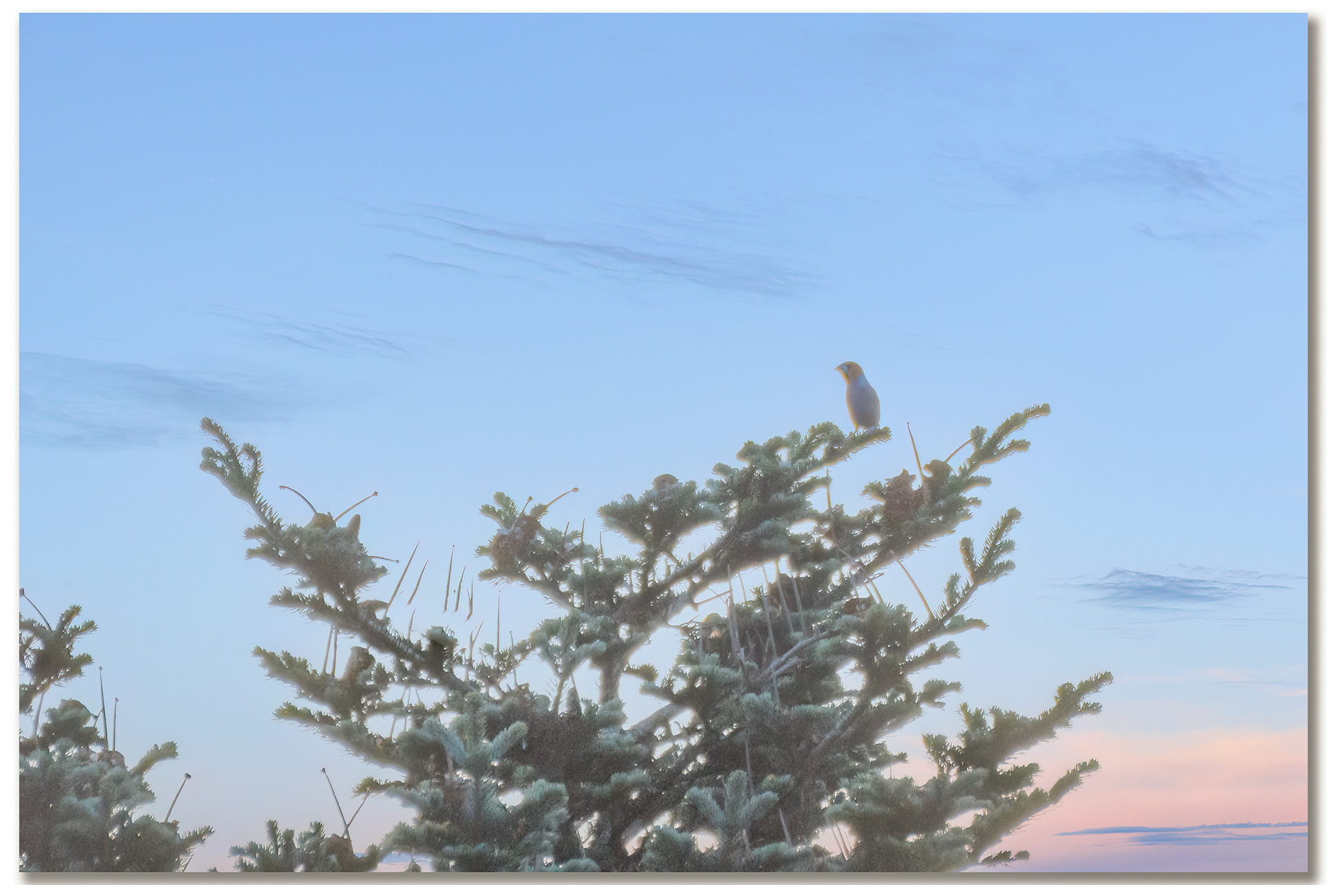 Grosbec casse-noyaux - Coccothraustes coccothraustes