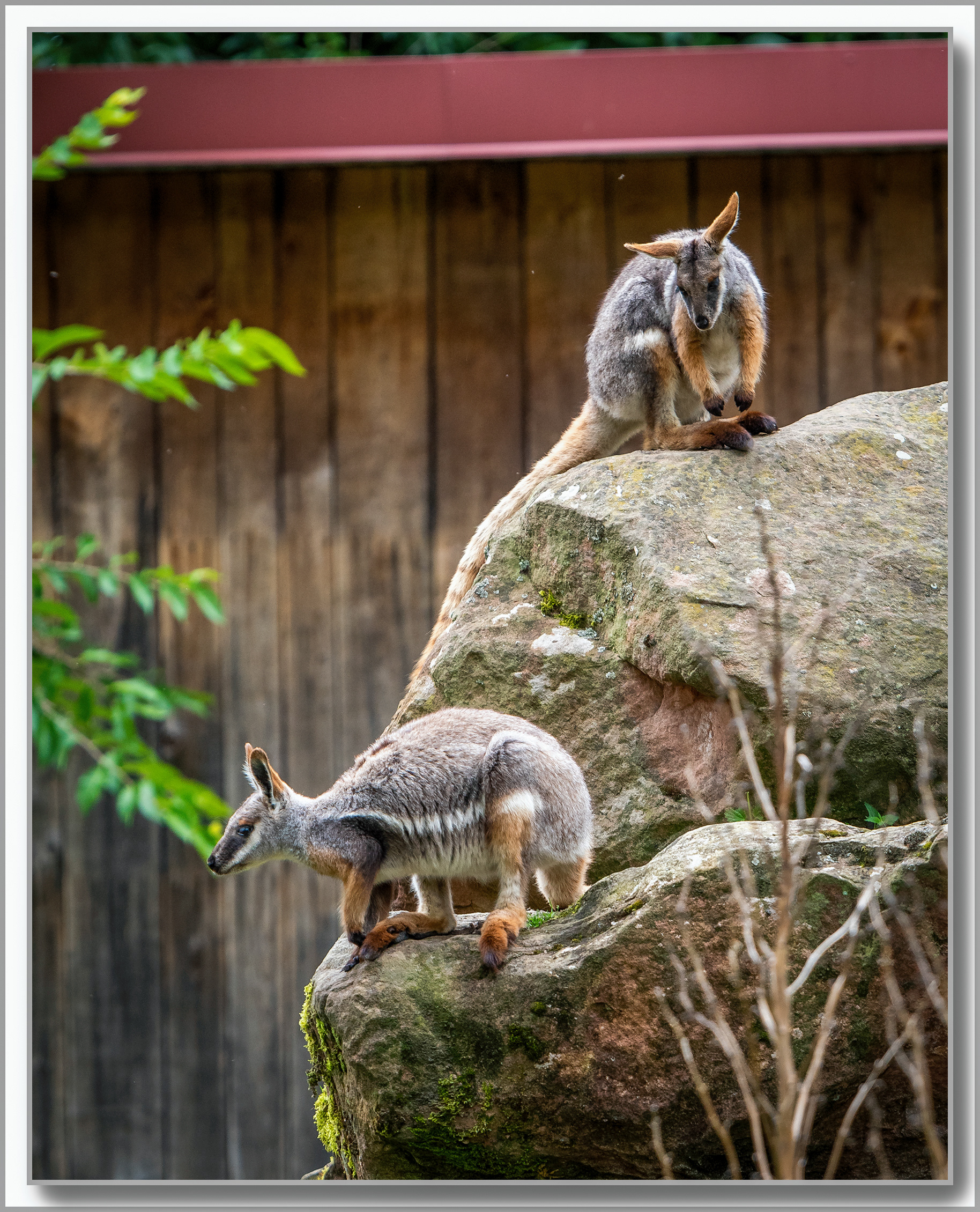 Wallaby de Bennett - Macropus rufogriseus