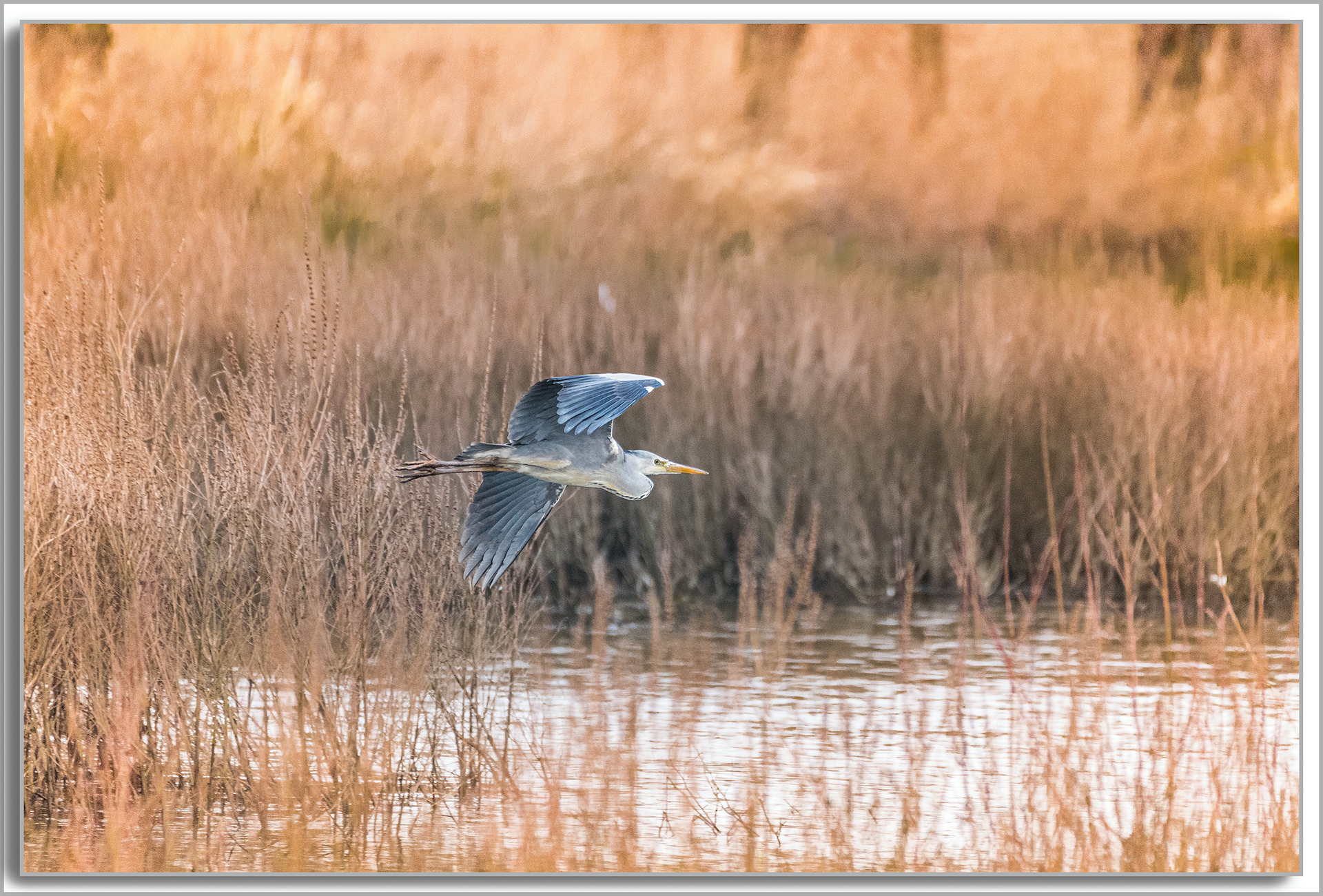Héron cendré - Ardea Cinerea