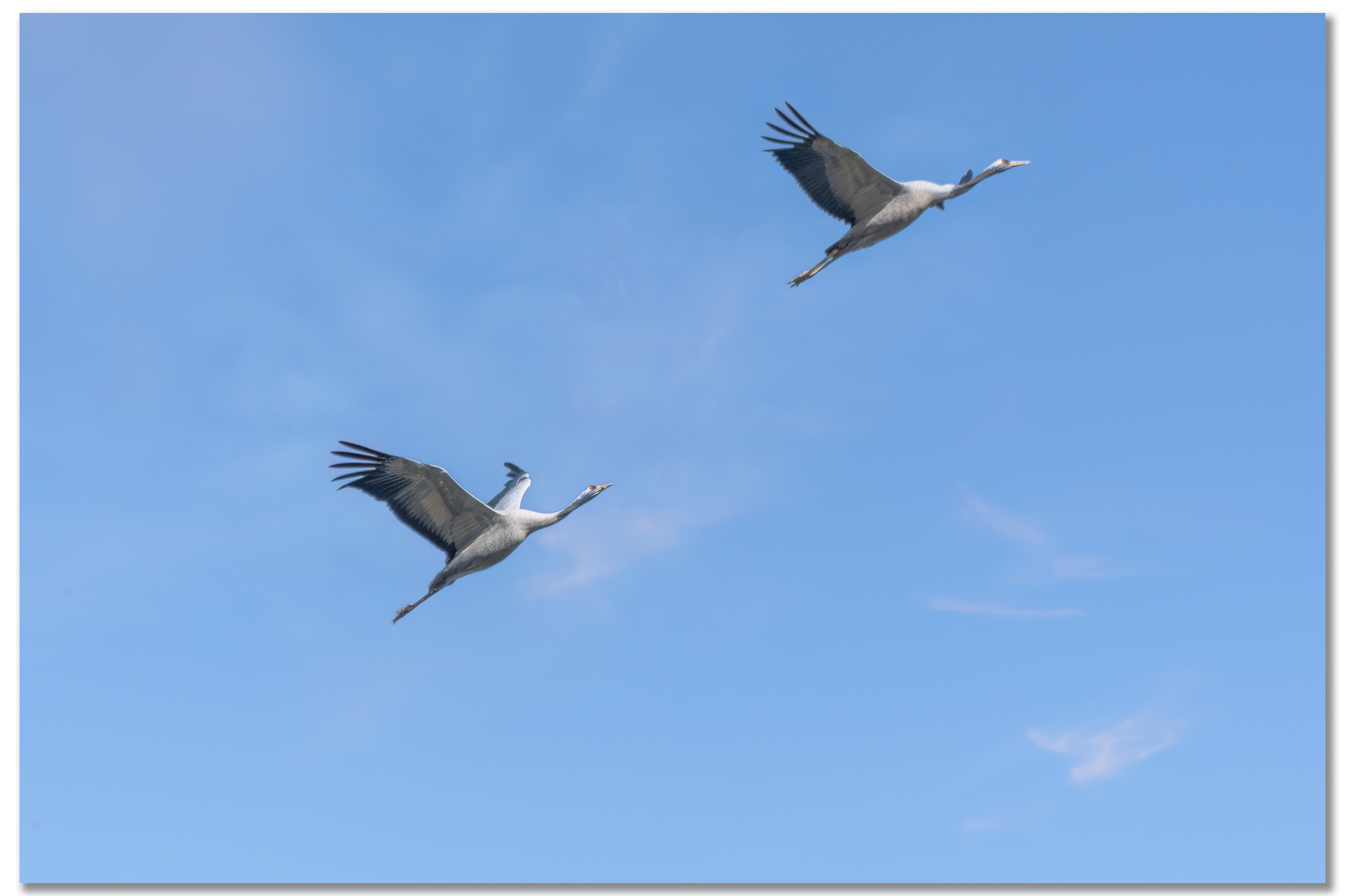 Grue cendrée - Grus grus