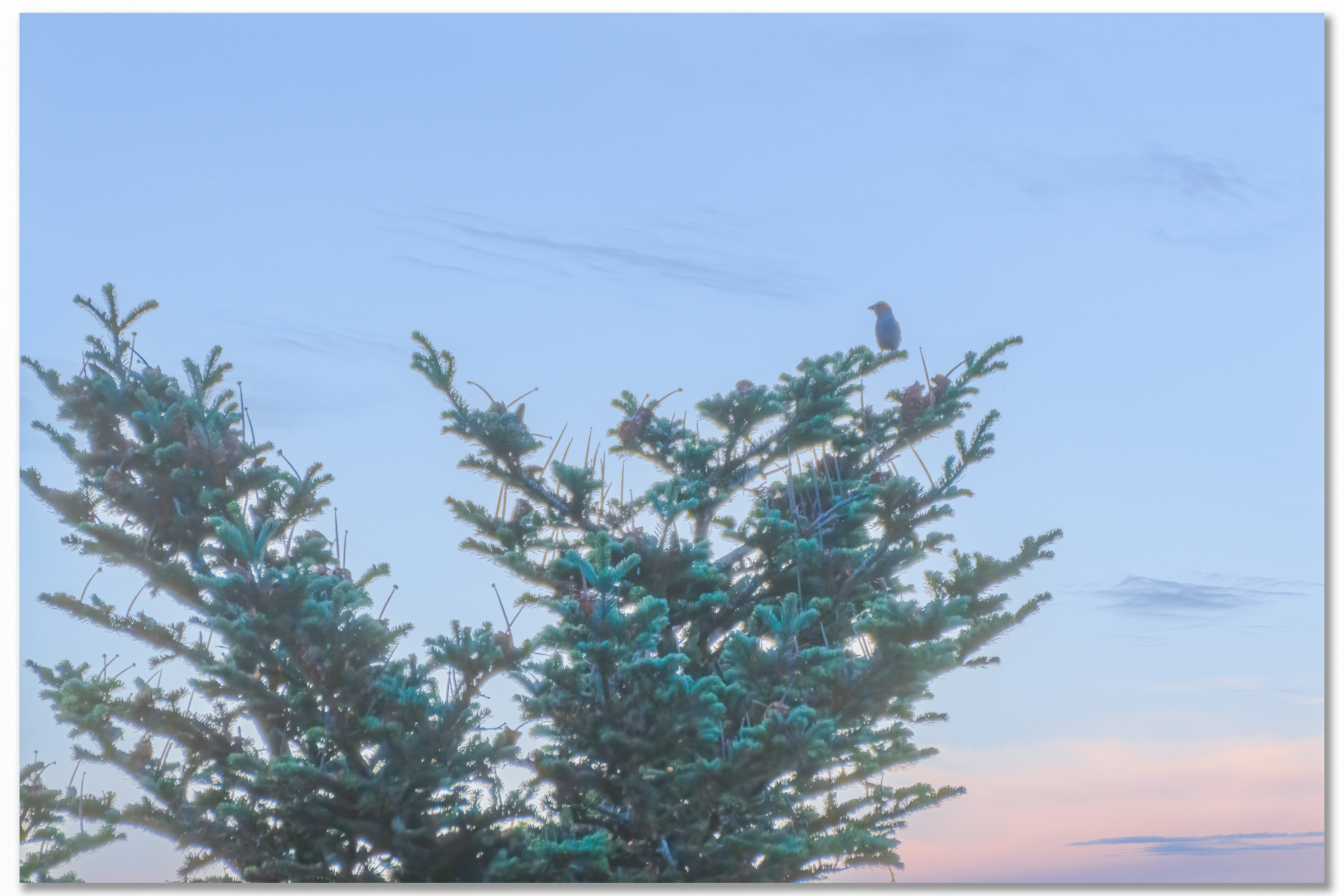 Grosbec casse-noyaux - Coccothraustes coccothraustes