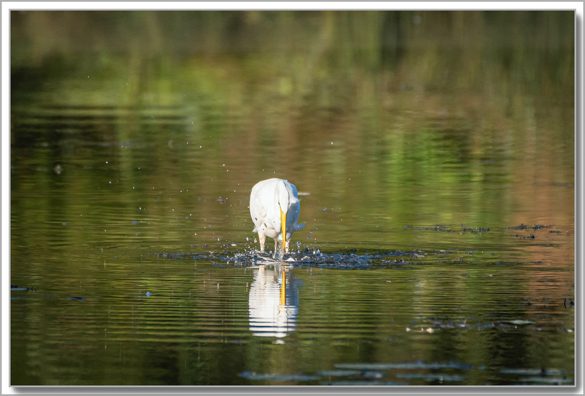 Grande Aigrette - Ardea Alba