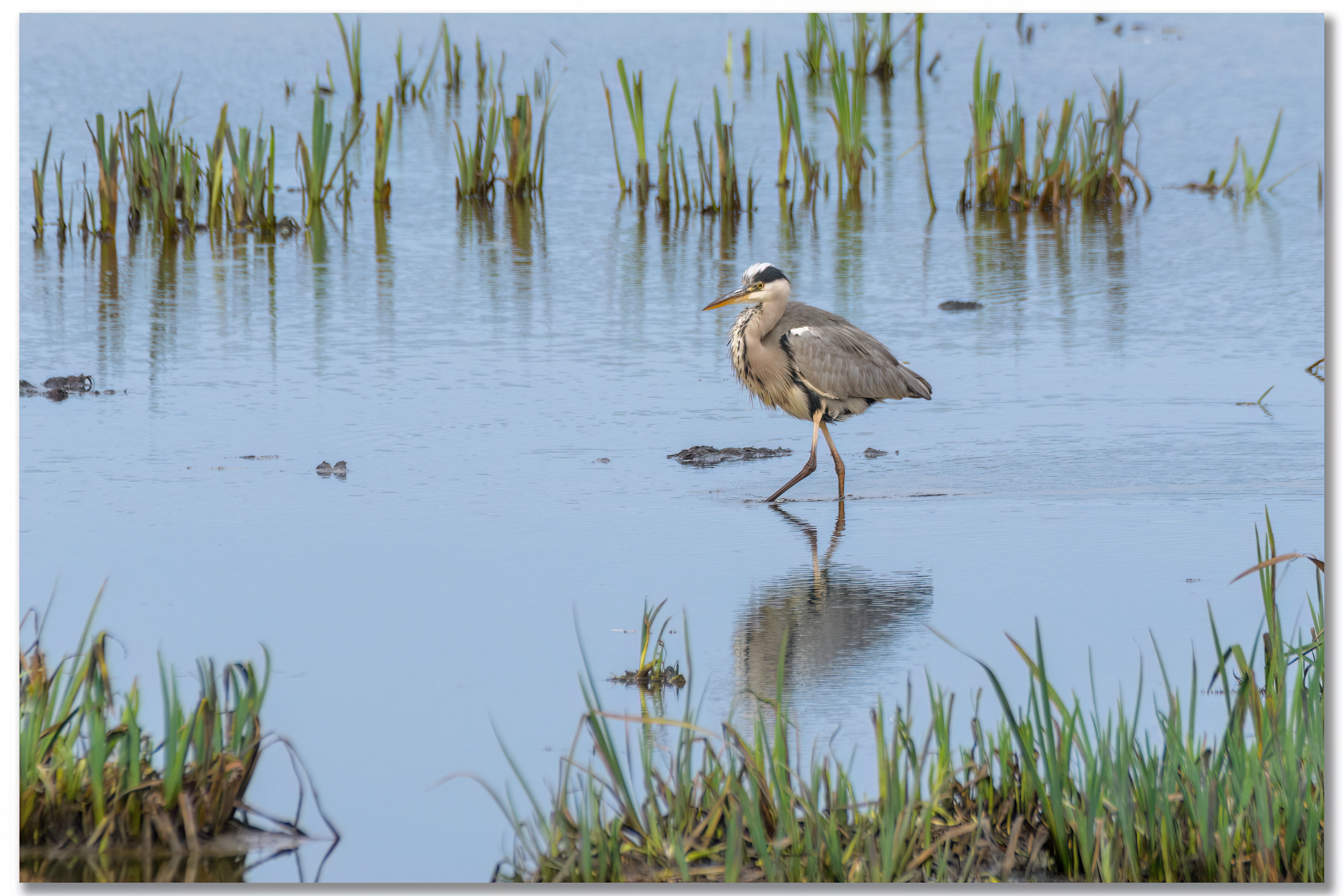 Héron cendré - Ardea cinerea