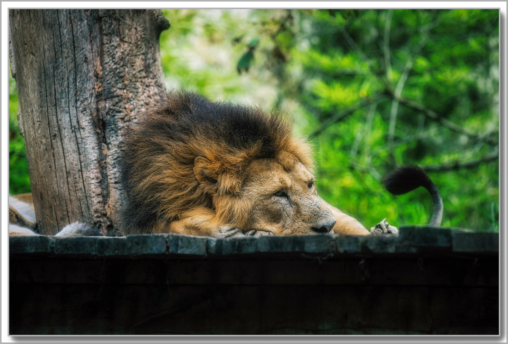 Lion - Panthera leo