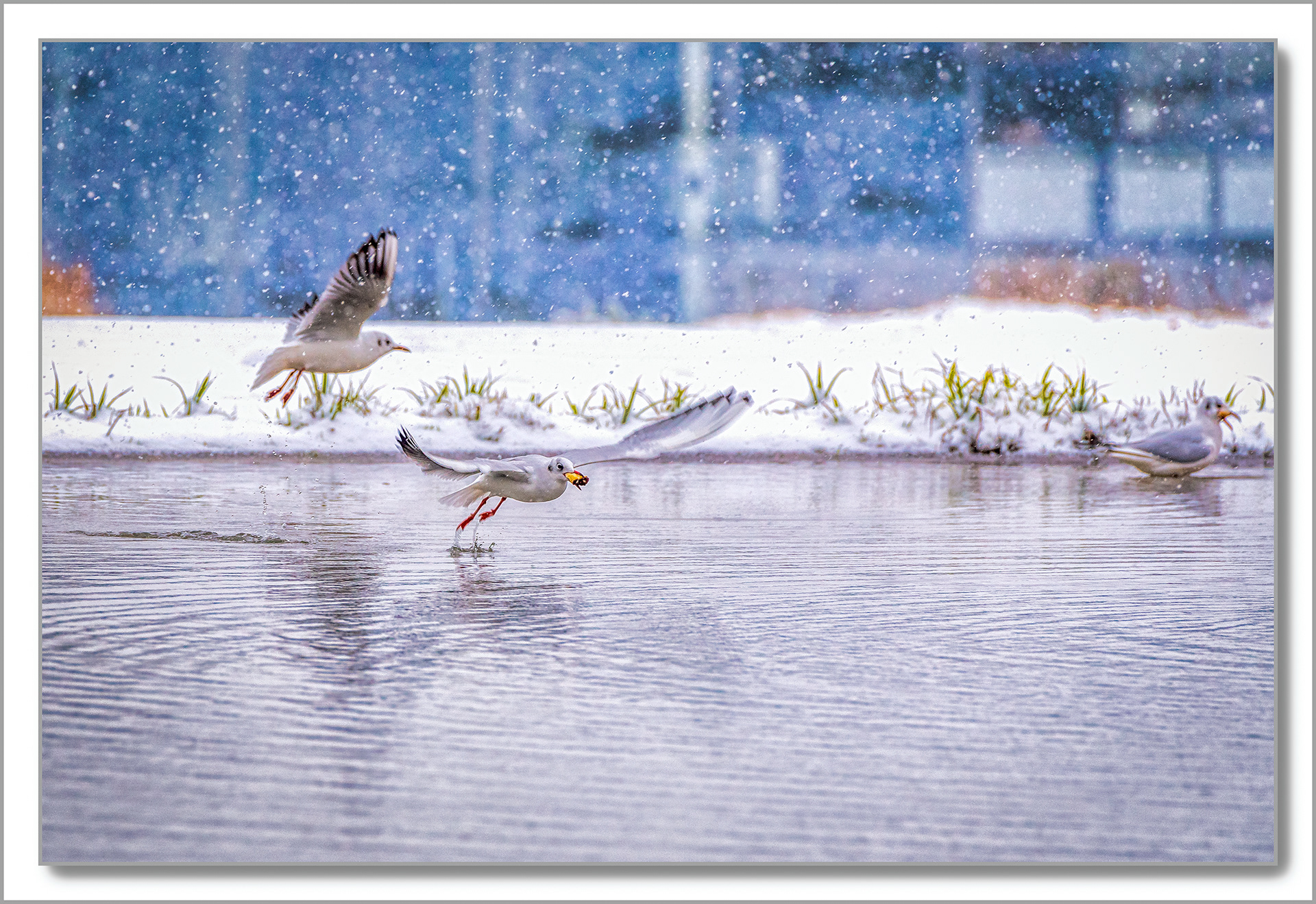 Mouette rieuse - Chroicocephalus ridibundus