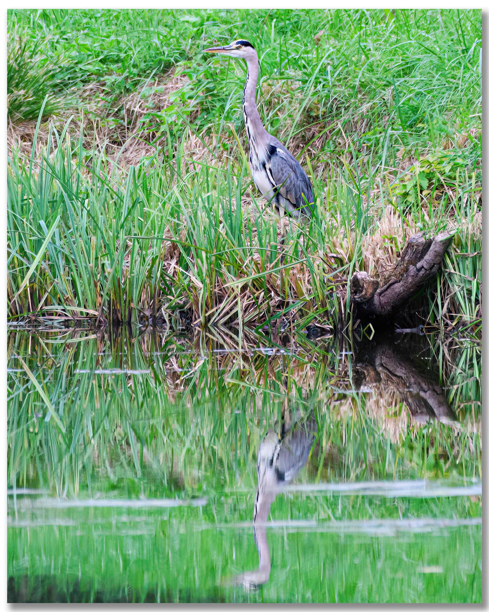 Héron cendré - Ardea Cinerea