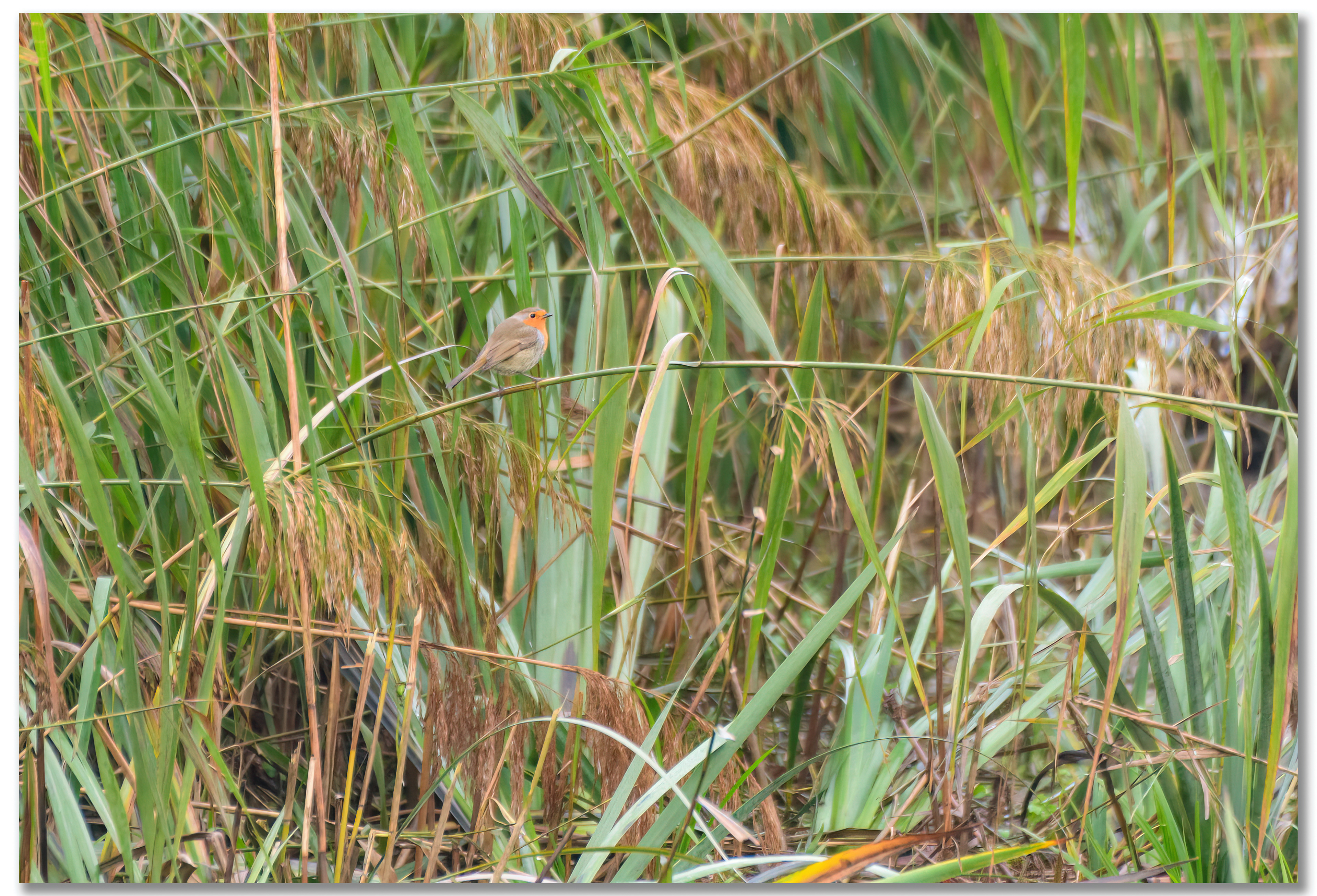 Rougegorge familier - Erithacus rubecula