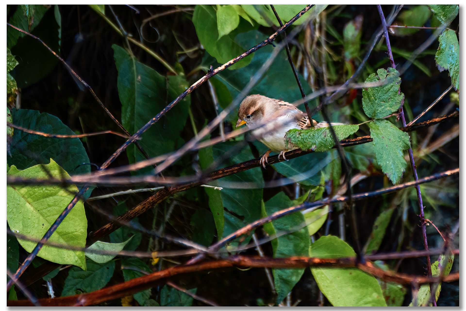 Moineau domestique - Passer domesticus