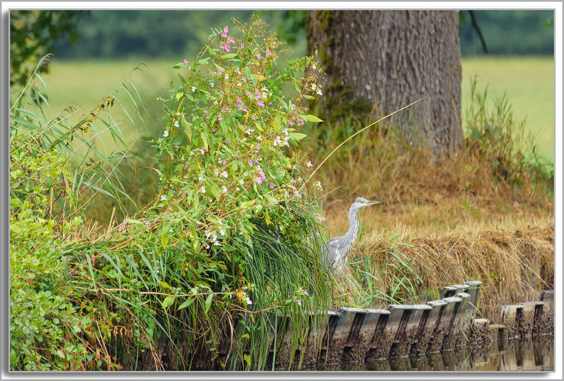 Héron cendré - Ardea Cinerea