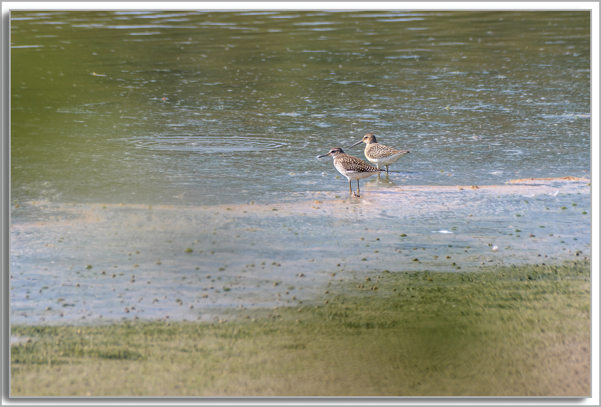 Bécasseau cocorli - Calidris ferruginea, Chevalier sylvain - Tringa glareola