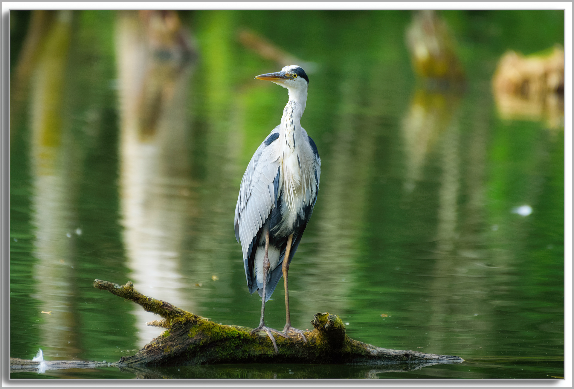 Héron cendré - Ardea Cinerea