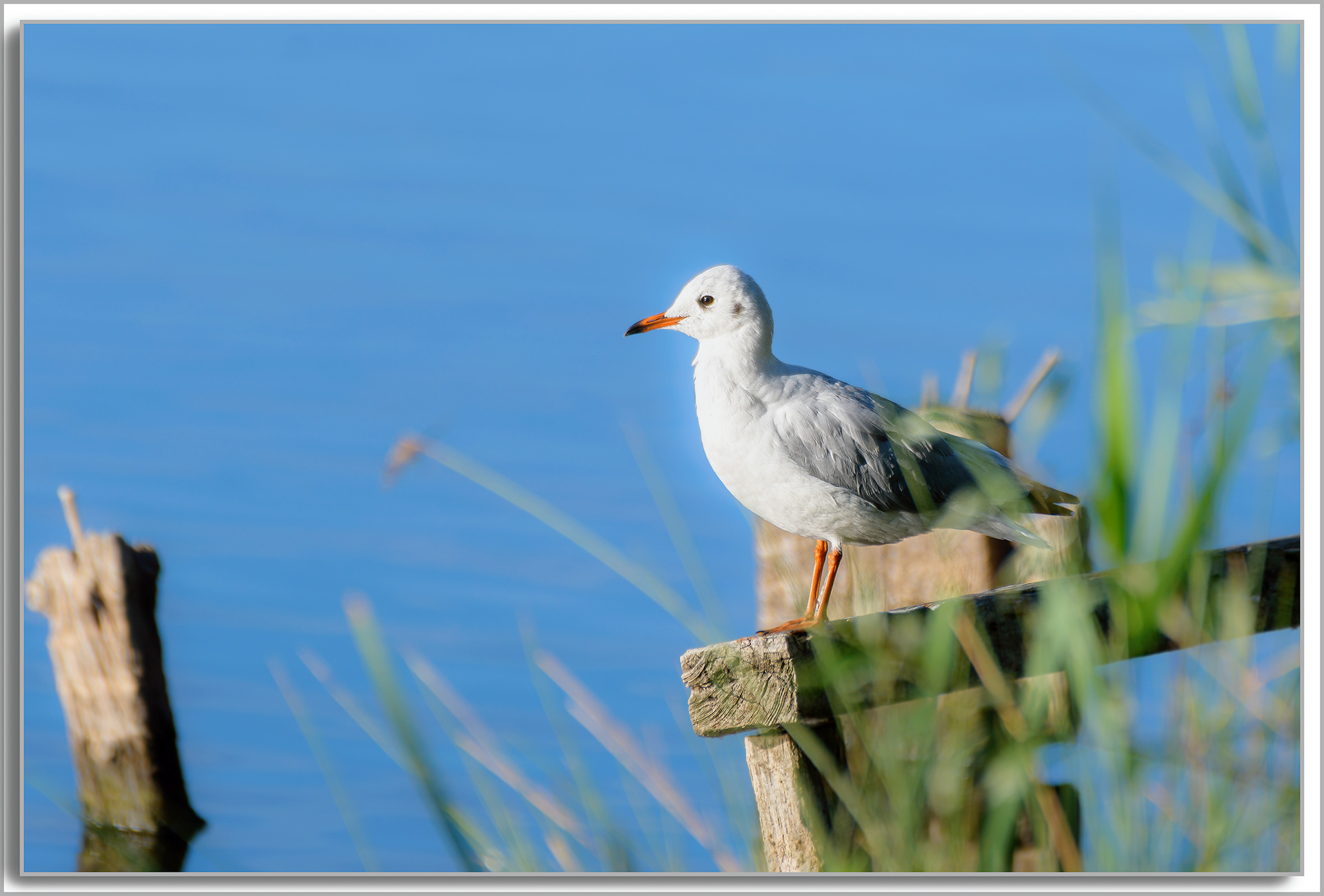 Mouette rieuse - Chroicocephalus ridibundus
