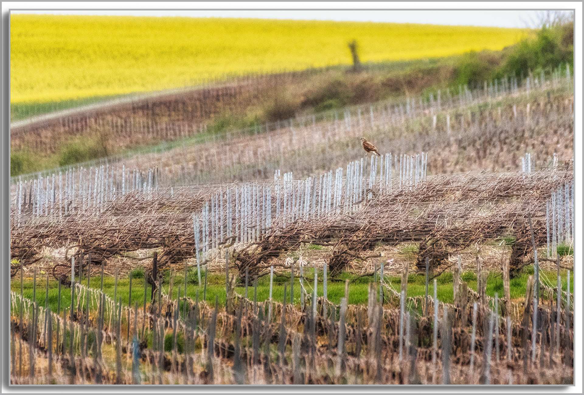 Buse variable - Buteo Buteo