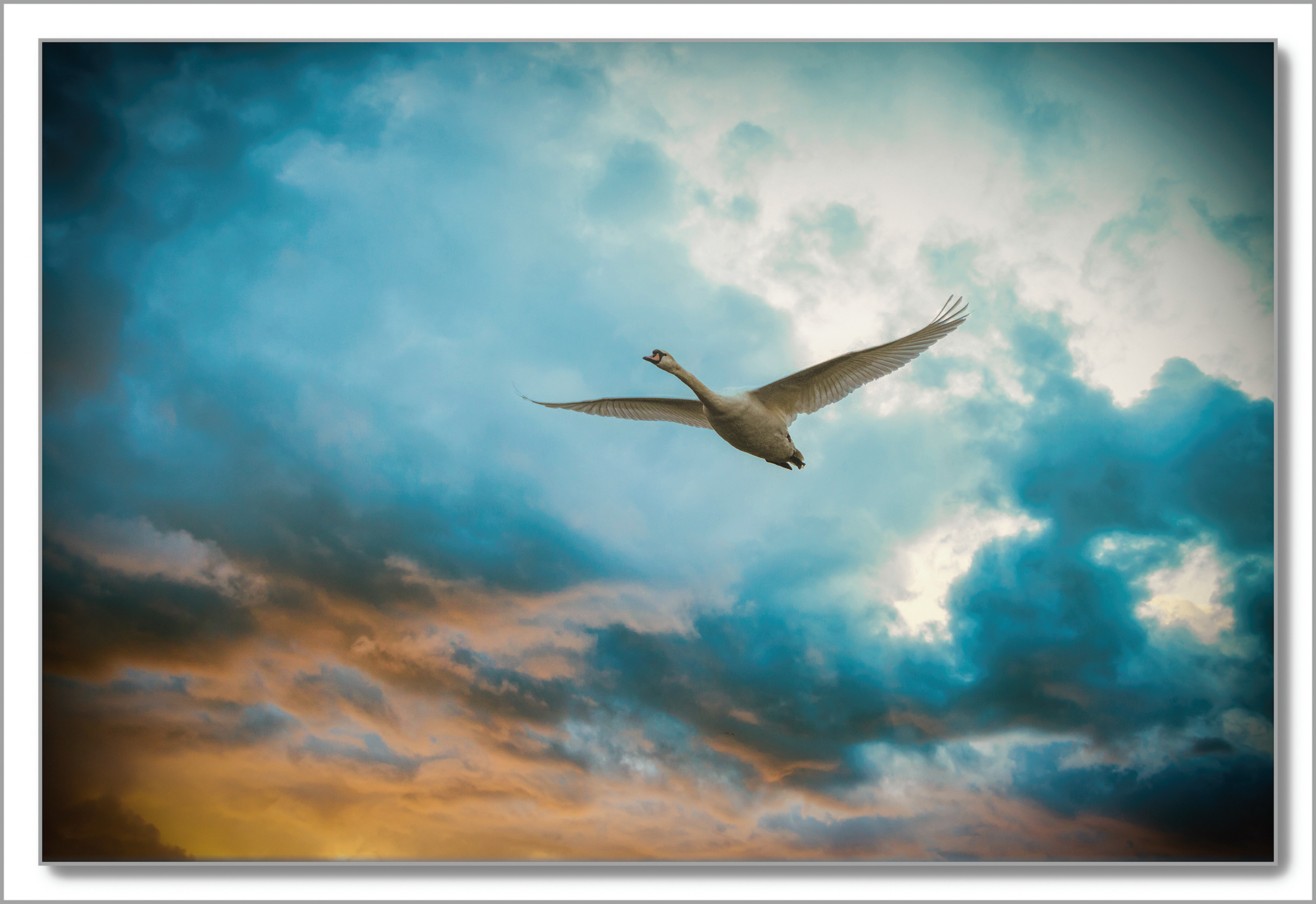 Cygne turberculé - Cygnus Olor