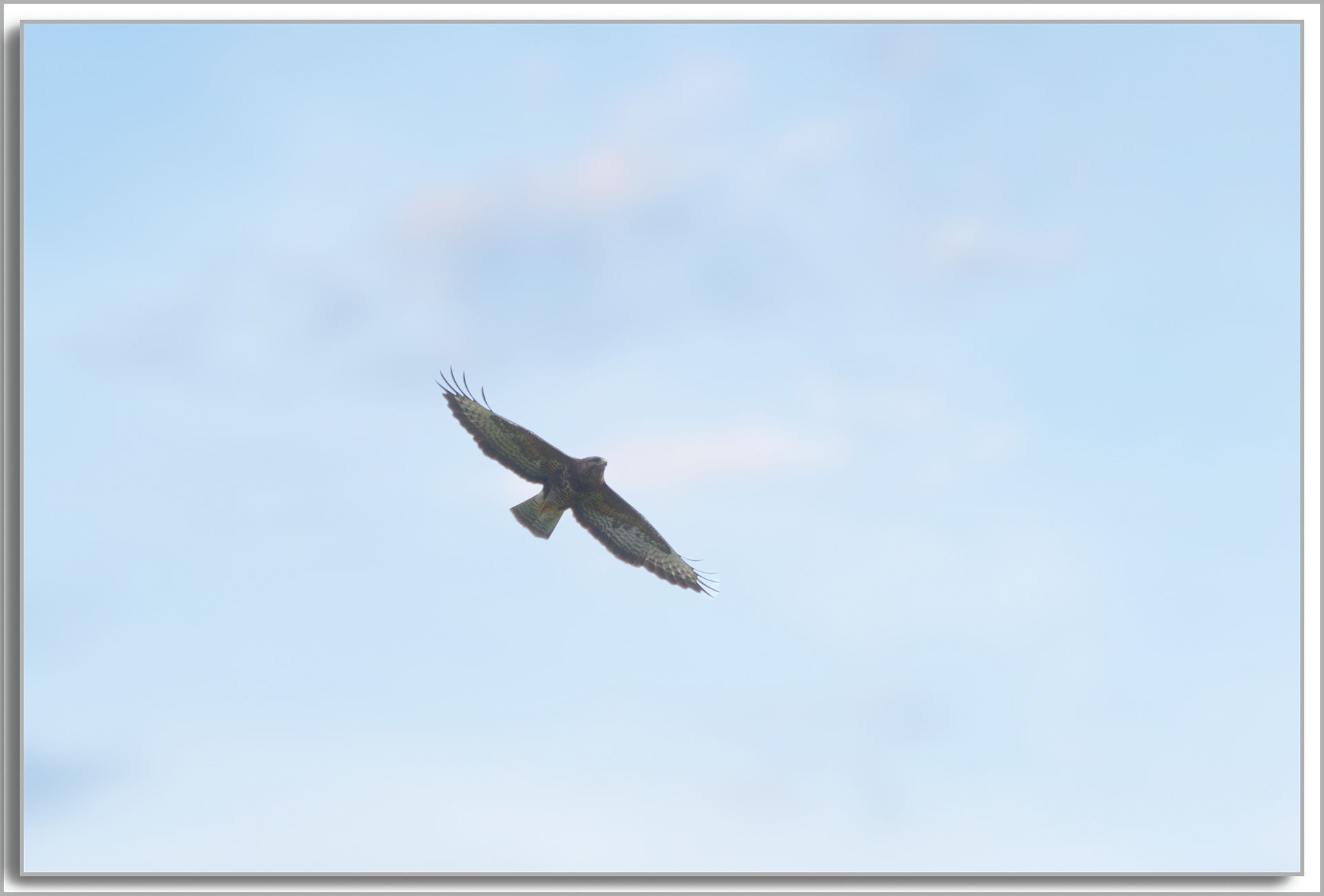 Buse variable - Buteo Buteo