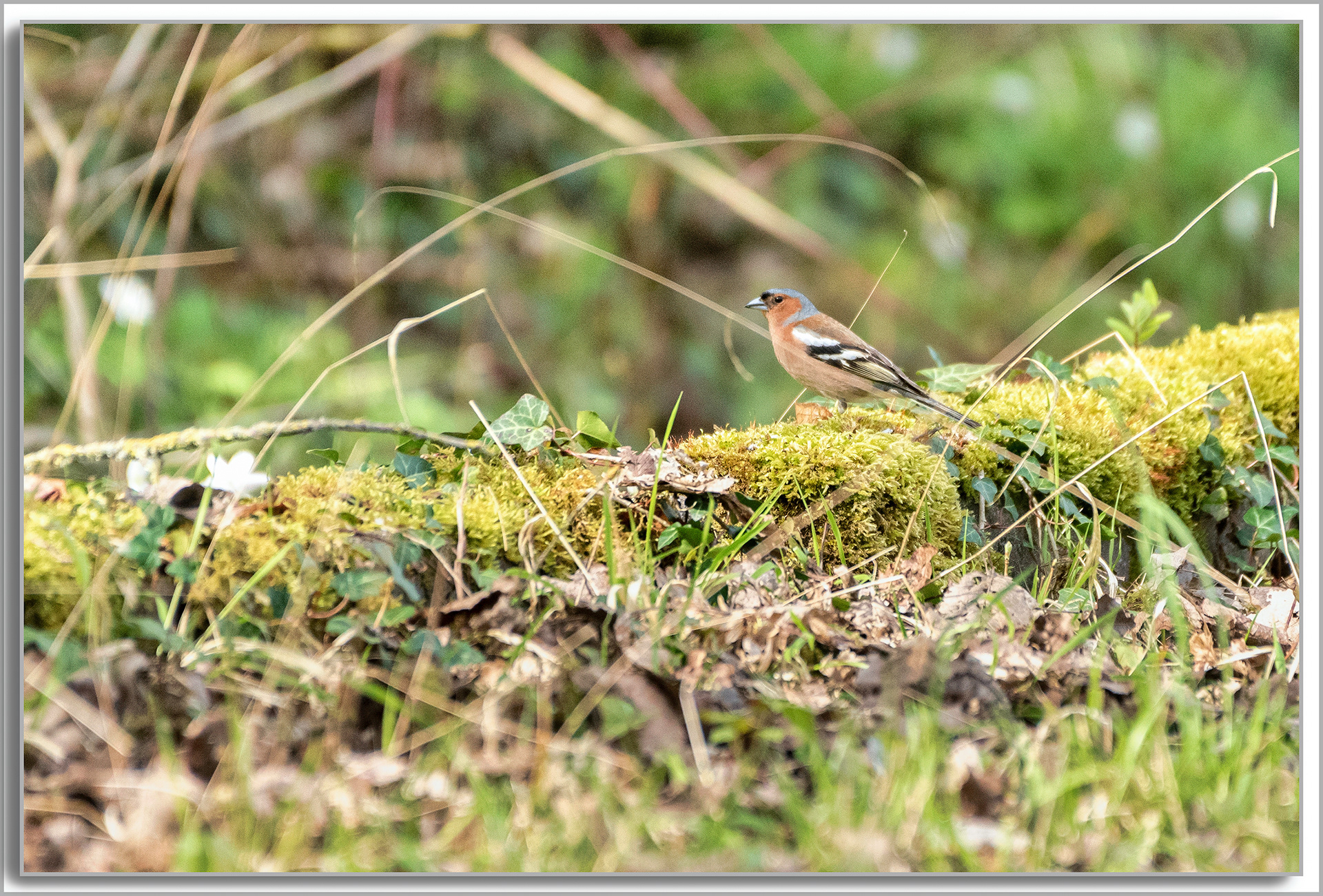 Pinson des arbres - Fringilla Coelebs