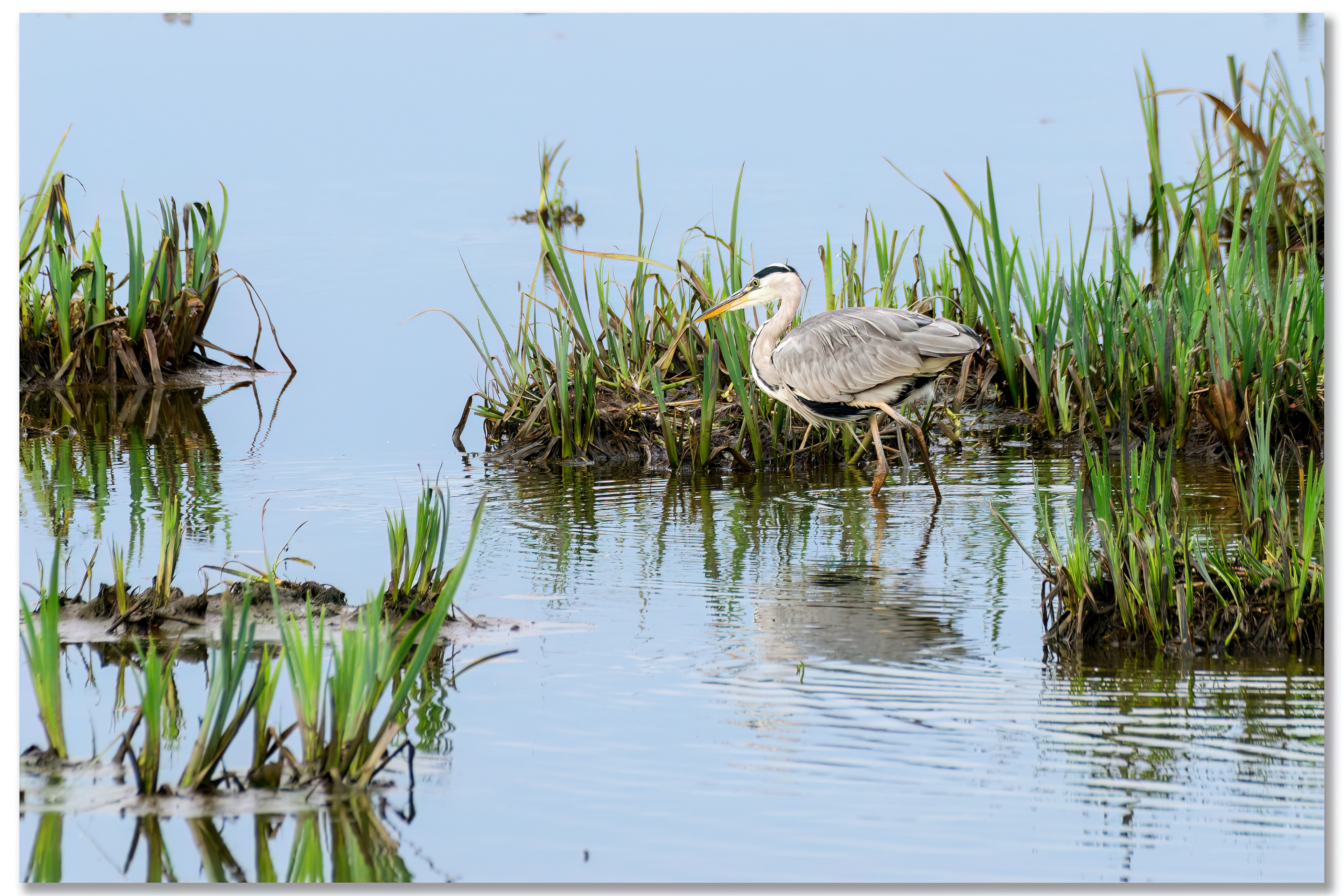 Héron cendré - Ardea cinerea