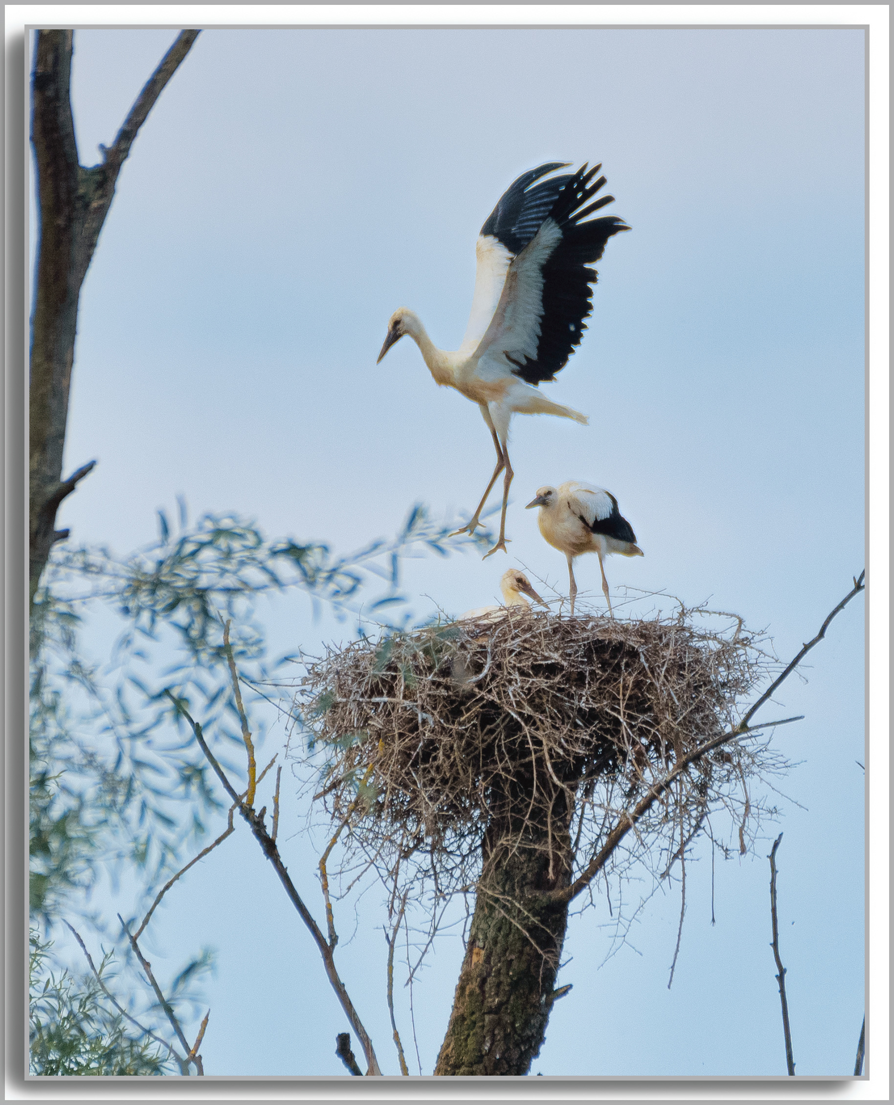 Cigogne blanche - ciconia ciconia