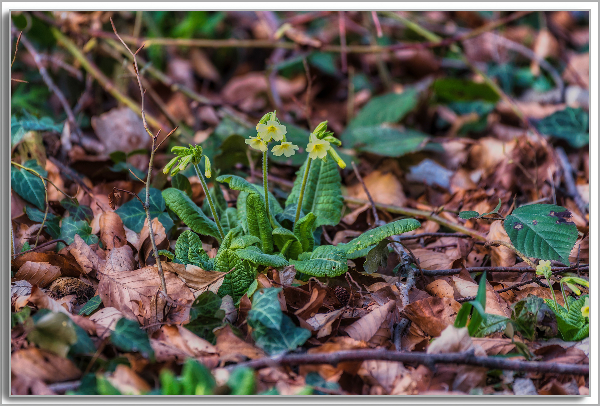 Primevère des bois - Primula elatior
