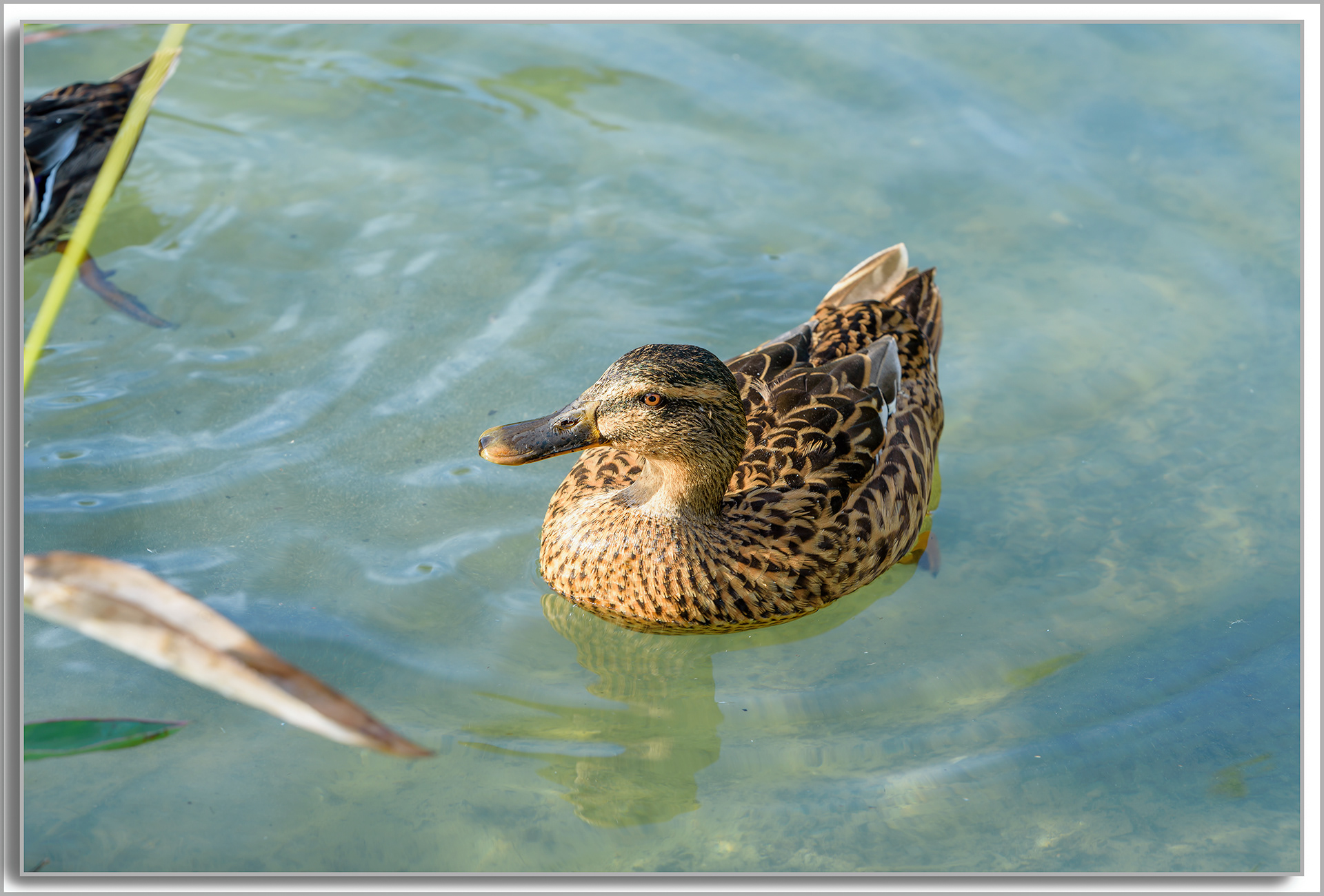 Canard Colvert - Anas platyrhynchos