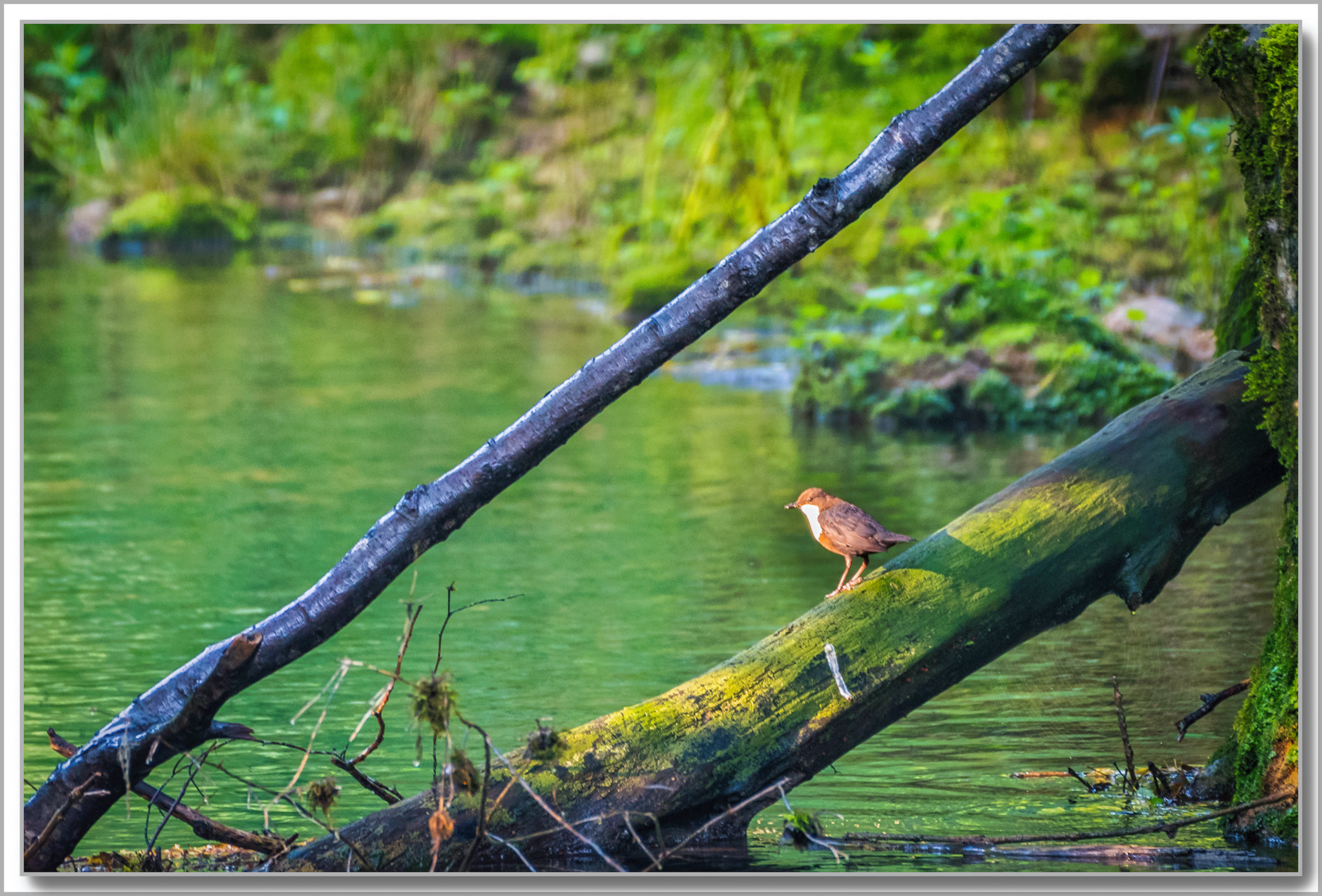 Cincle plongeur - Cinclus cinclus