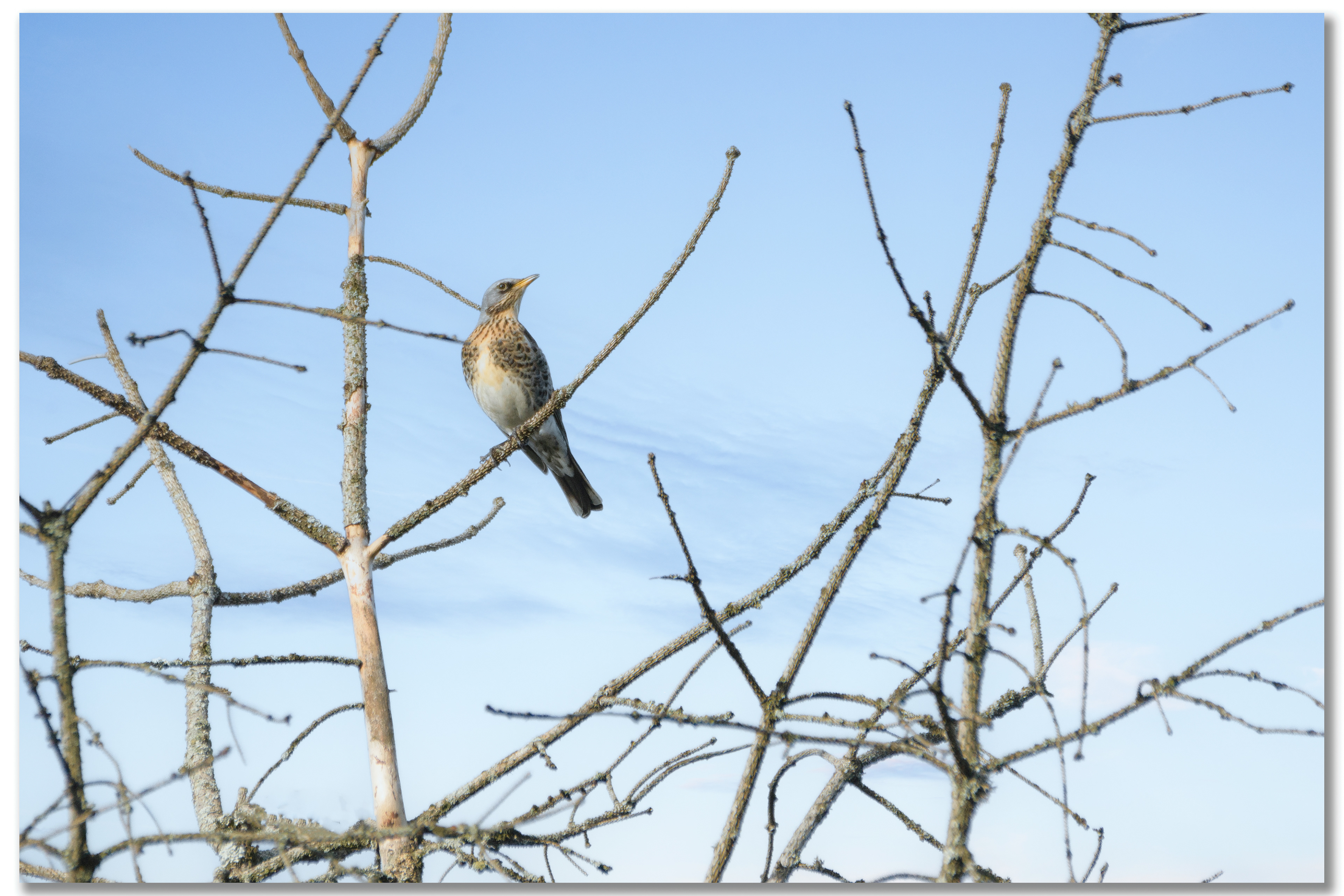 Grive litorne - Turdus pilaris