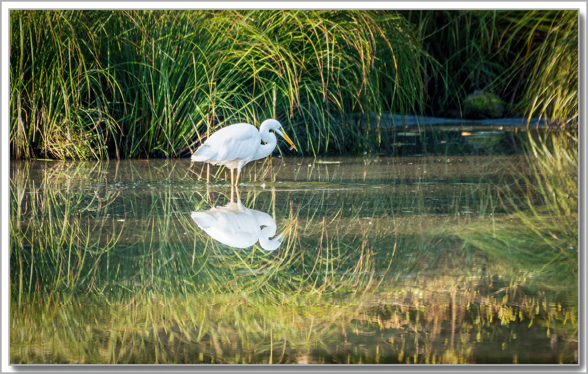 Grande Aigrette - Ardea Alba