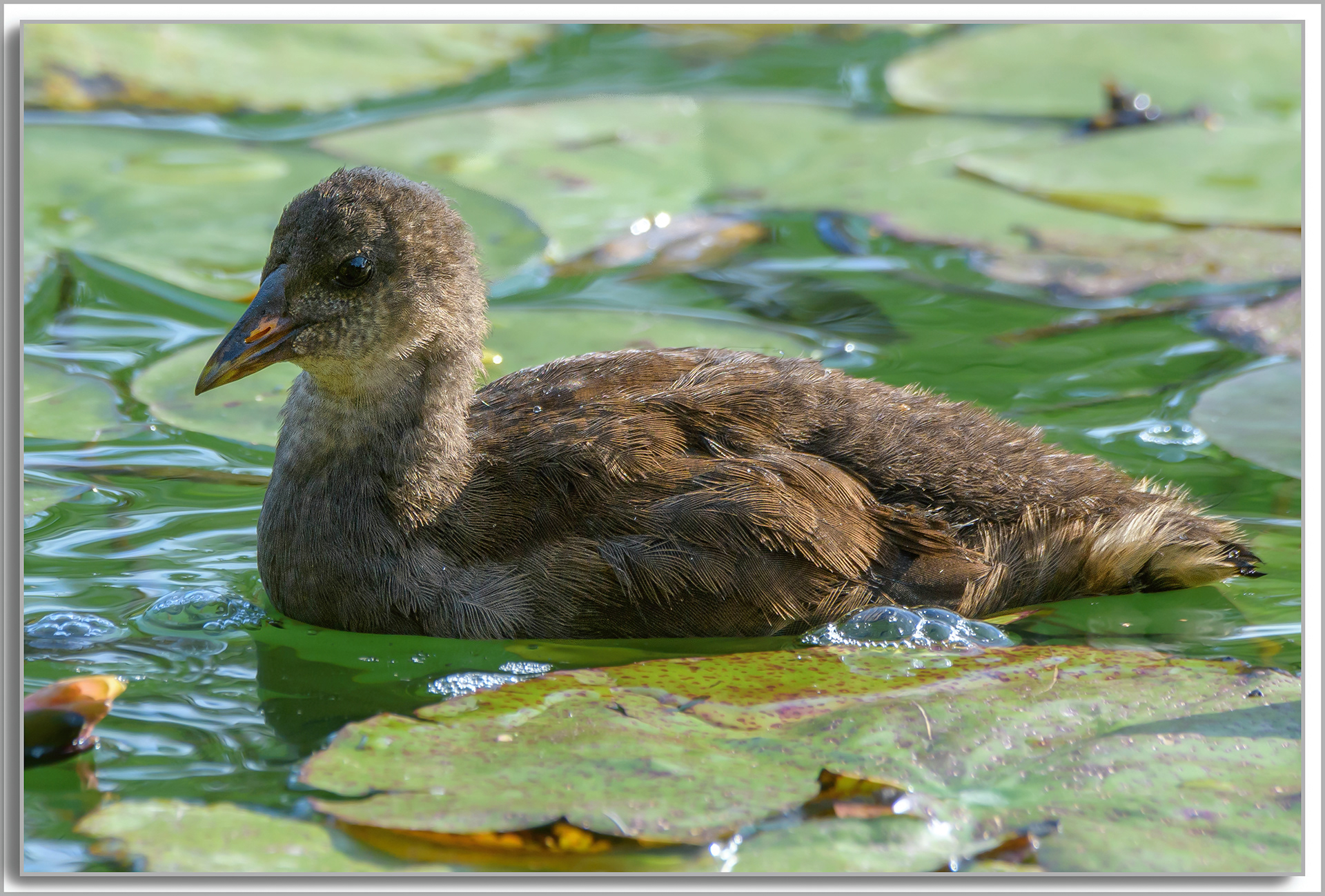 Gallinule poule d'eau - Gallinula Chloropus