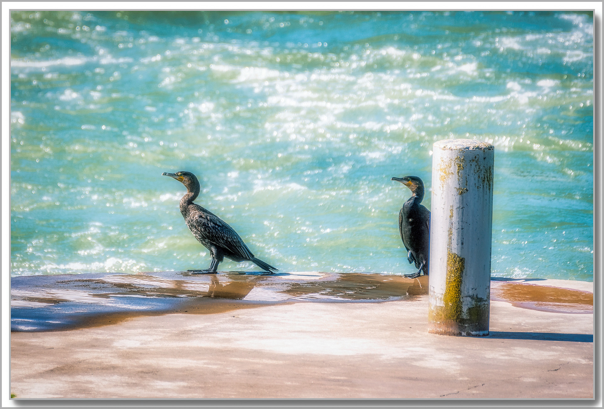 Grand Cormoran - Phalacrocorax carbo