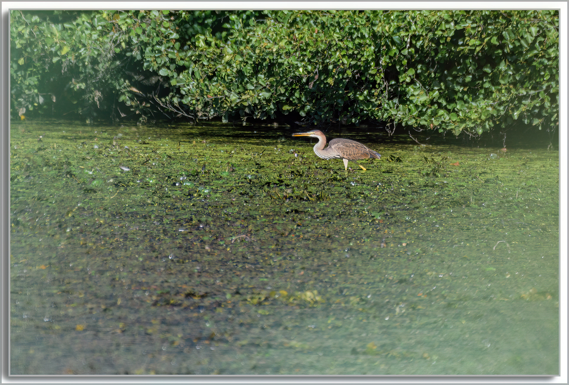 Héron pourpré - Ardea purpurea