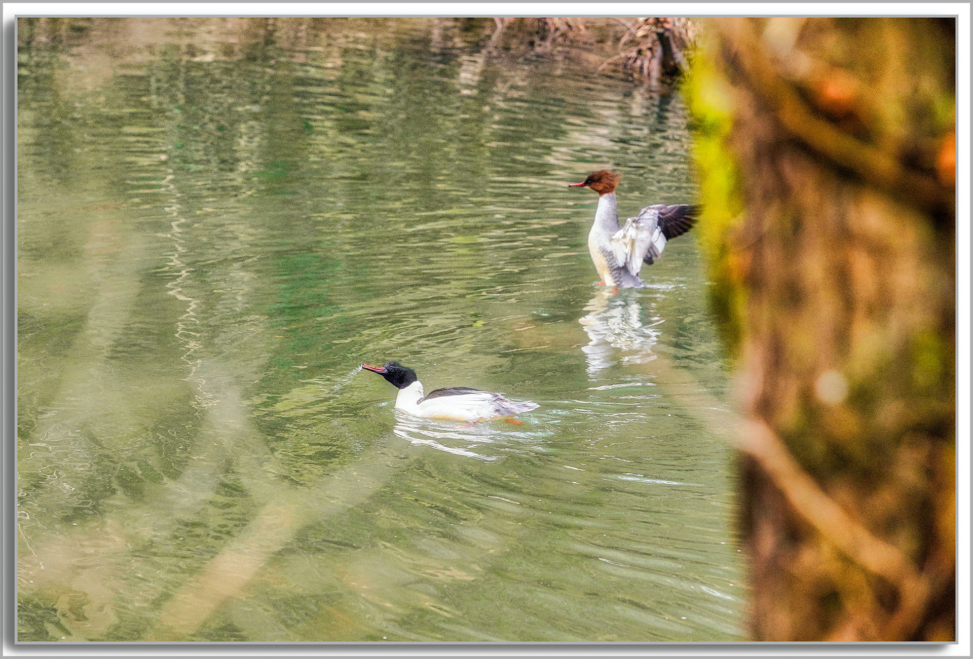 Harle Bièvre - Mergus Merganser