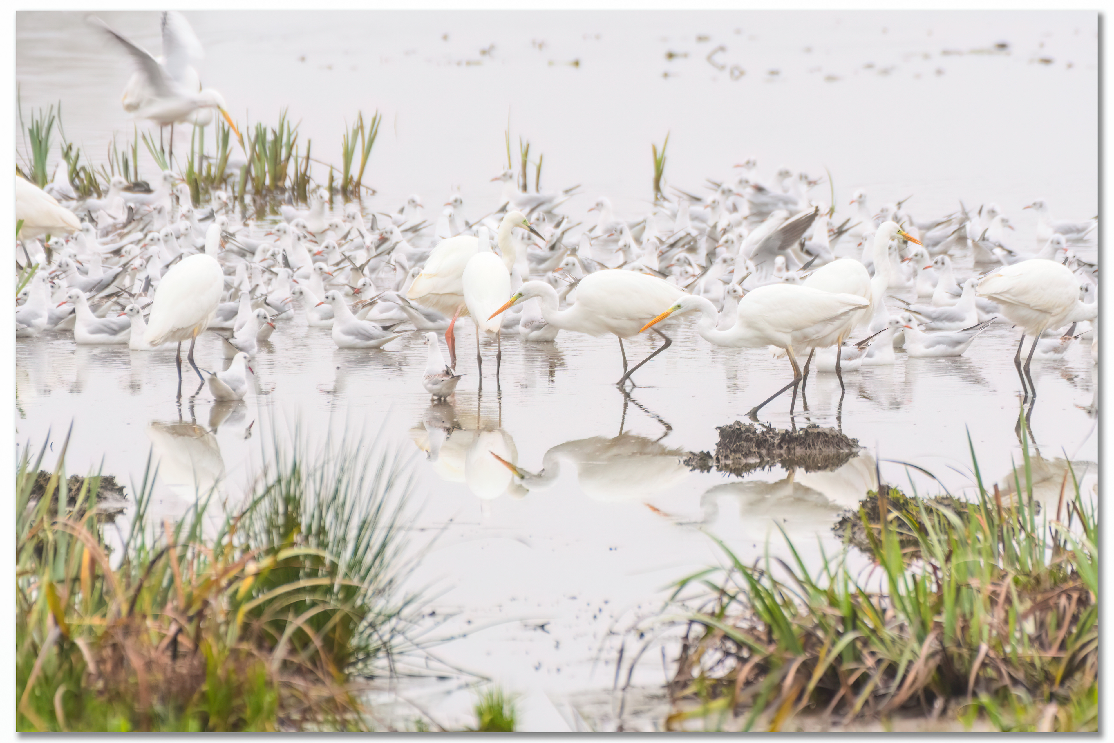 Grande Aigrette - Ardea Alba, Mouette rieuse - Chroicocephalus ridibundus